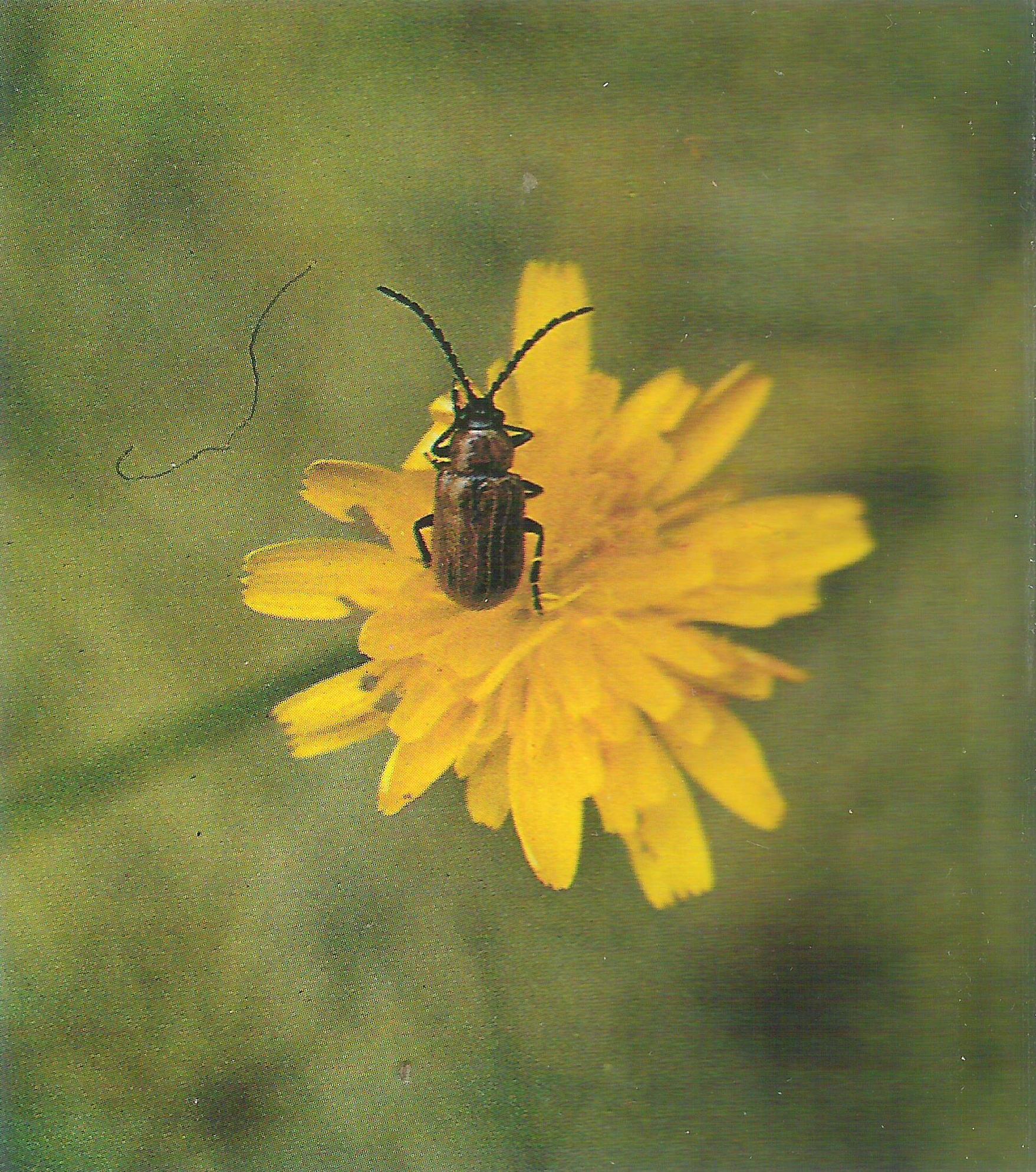 Fauna La Valltorta