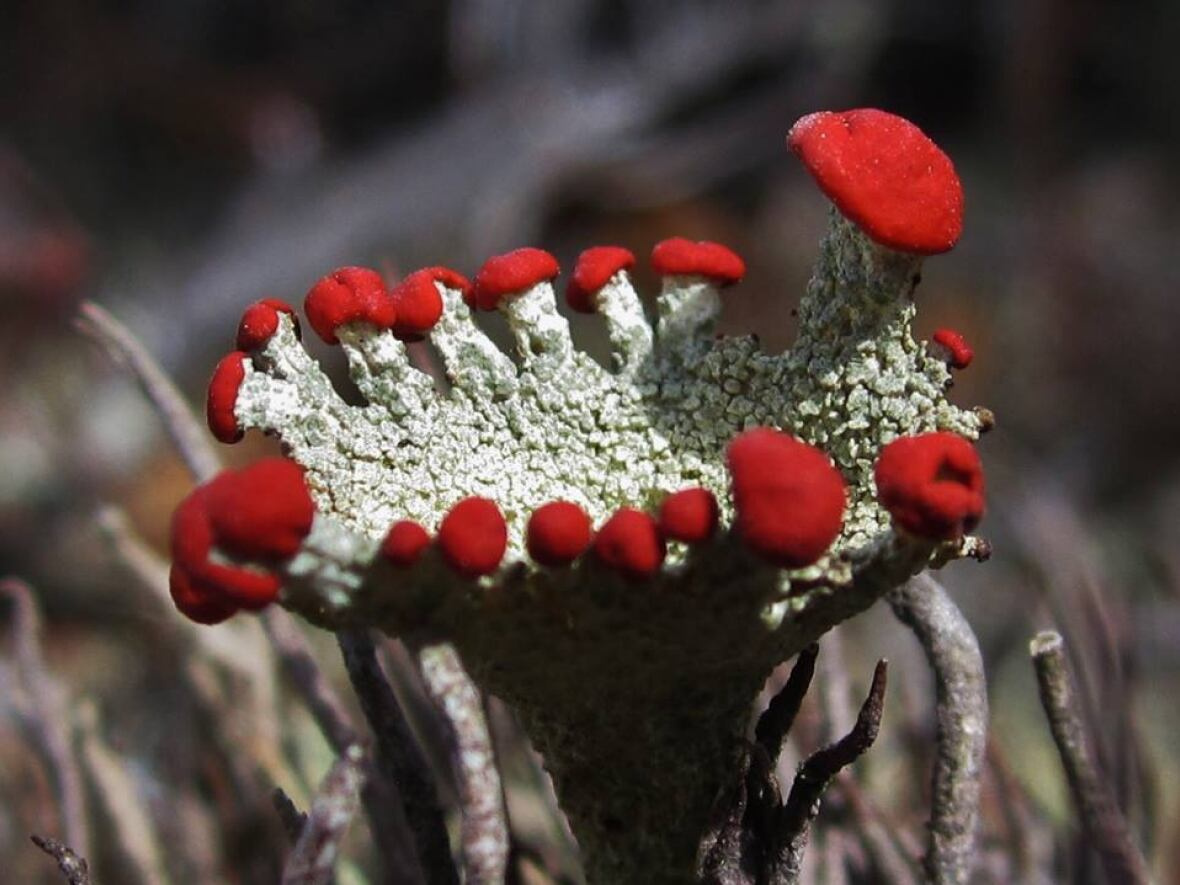 Lichens Entire Landscapes