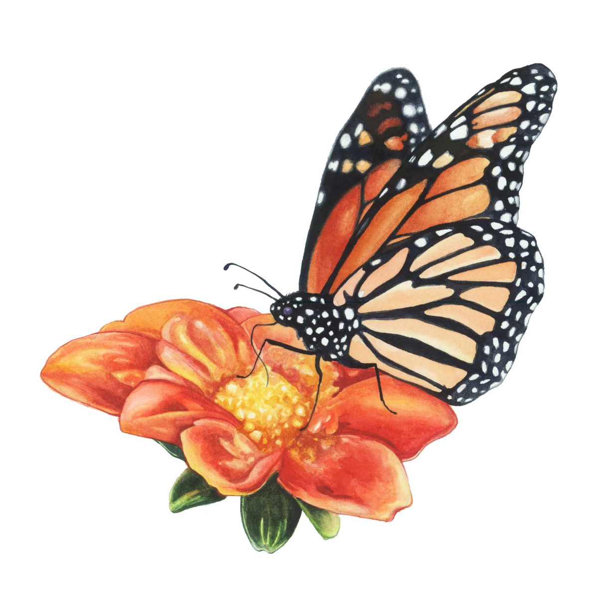 Monarch Butterfly On A Tithonia Scientific Illustration Baylaart