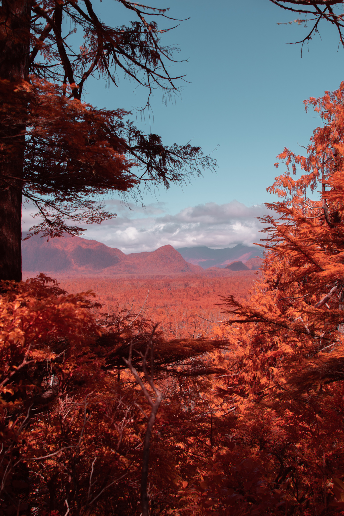 Infrared Forest Tyler Harvey