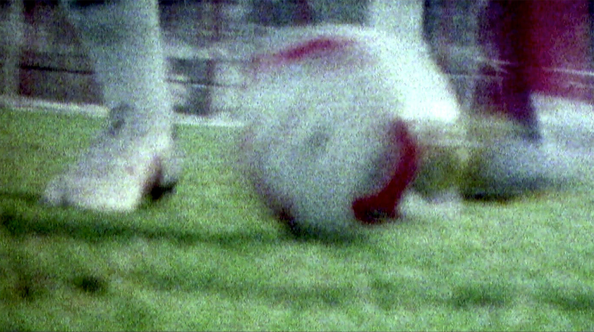 Adidas FC Bayern Vimeo