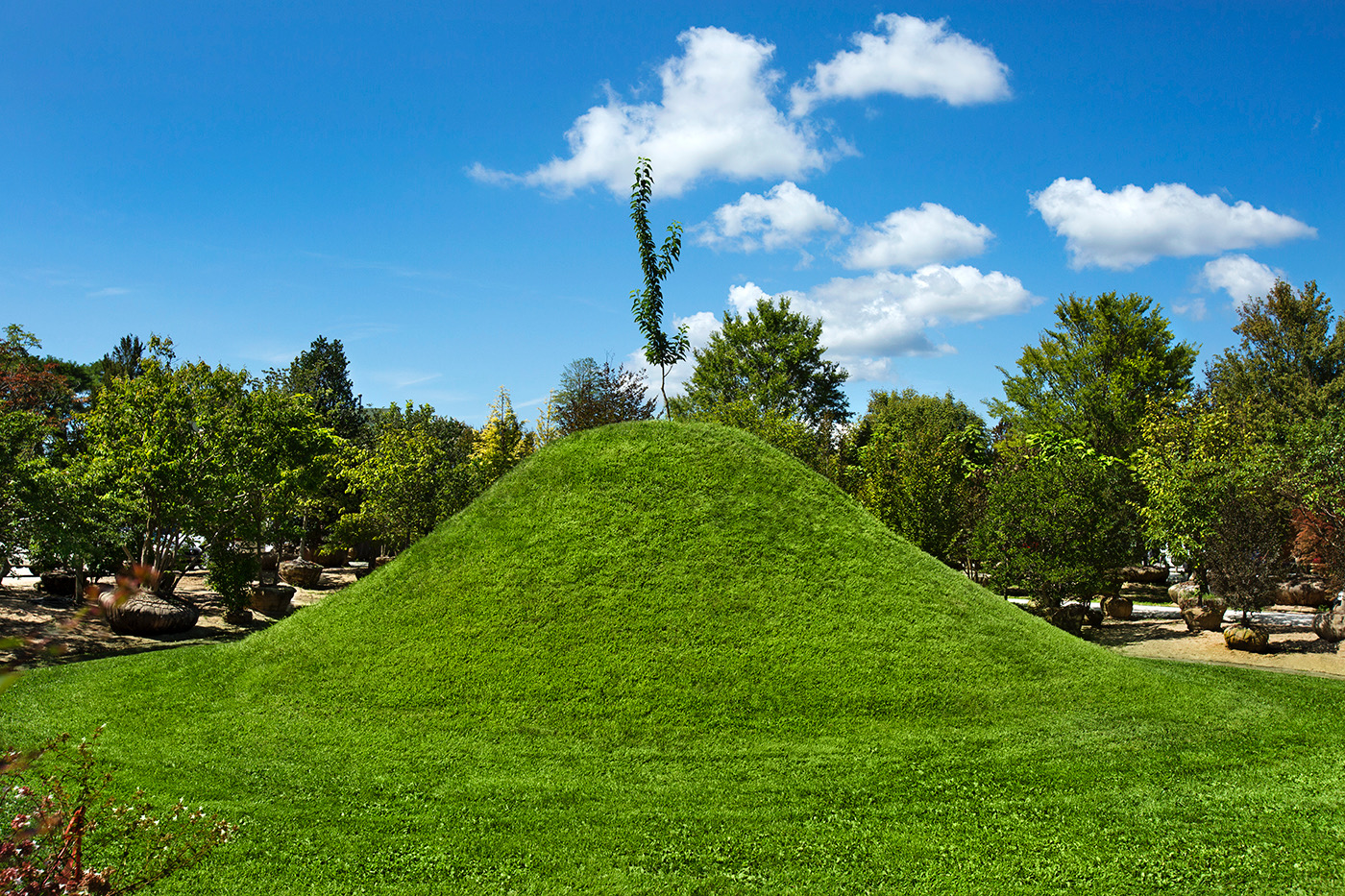 Osage Orange Folly Tree Hill