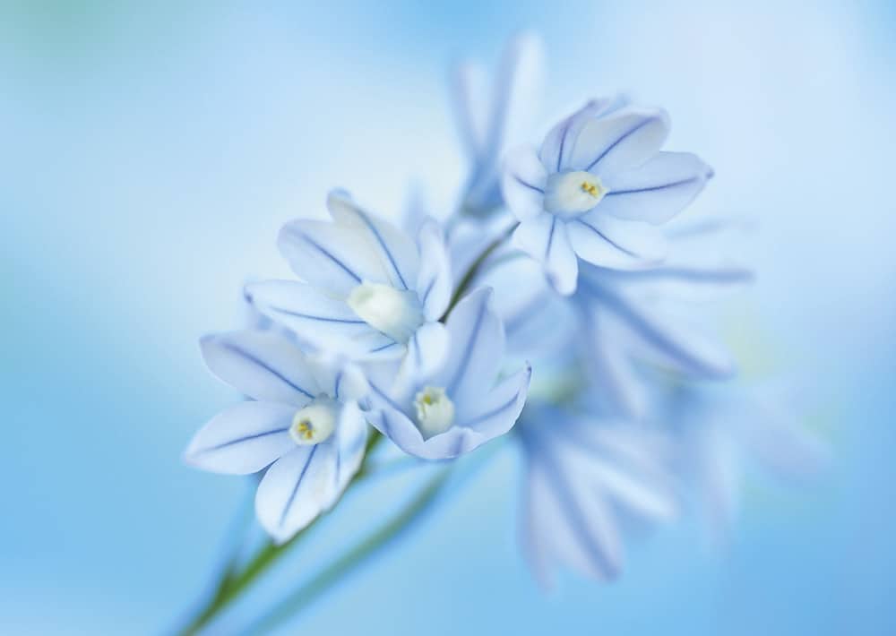 nicht lieferbar,   Puschkinie / Puschkinia scilloides