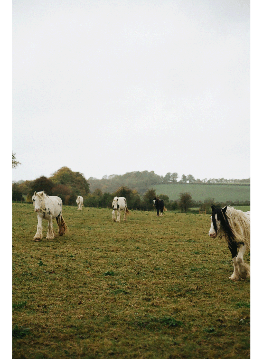 Goodbye Horses #2, 2021