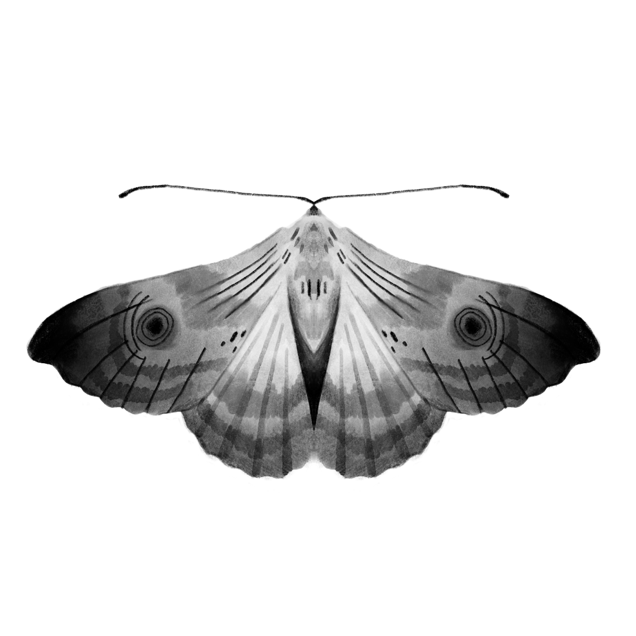Moth