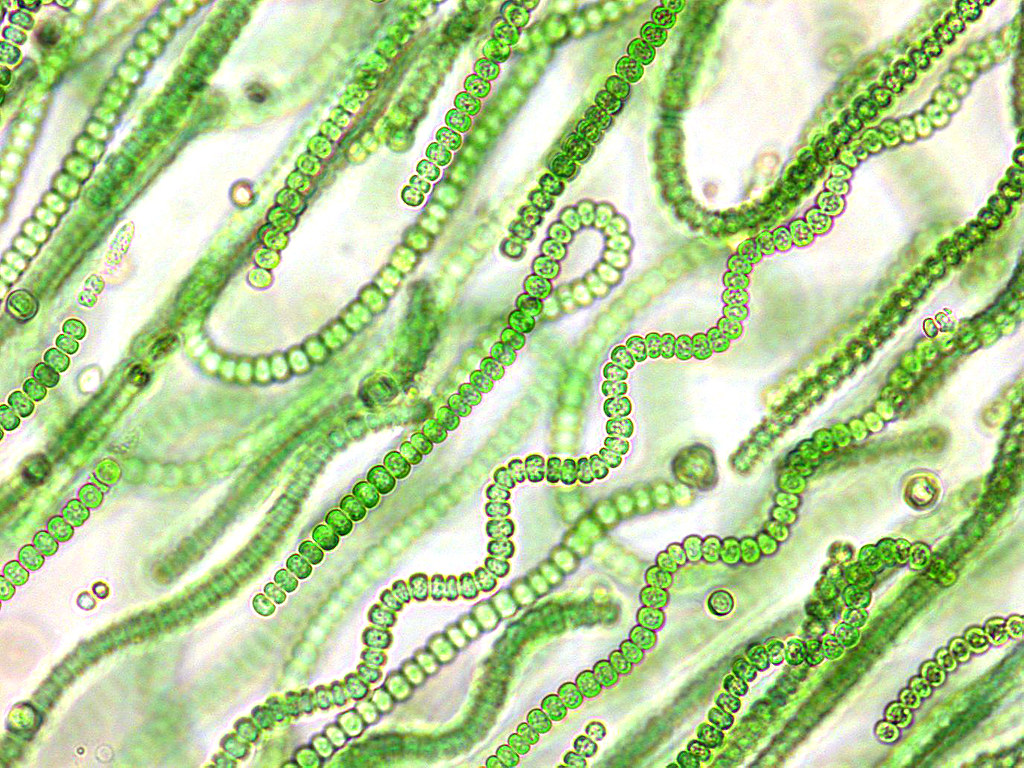 Much of Earth's crust is biogenic, meaning it was made in collaboration with living organisms, mainly cyanobacteria (pictured)