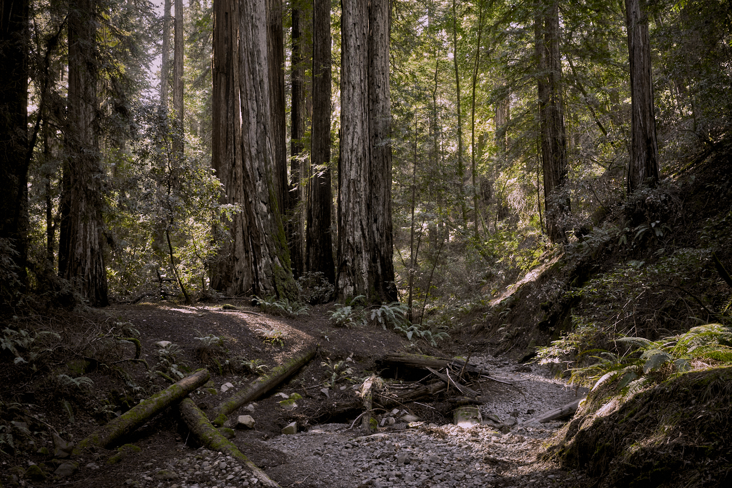 2019 Armstrong Redwoods State Natural Reserve California