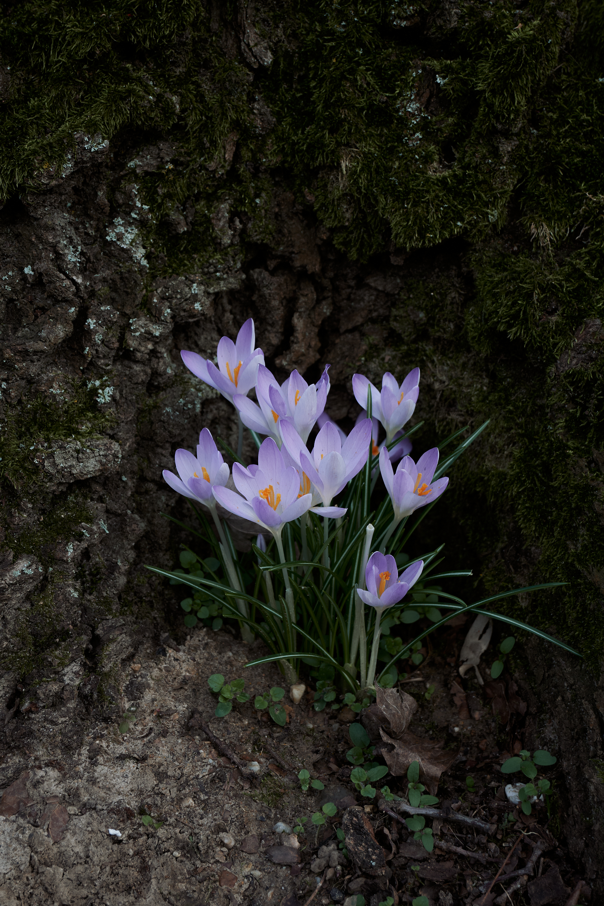 "spring is calling" PaketFünf Bilder für deinen Instagram Content