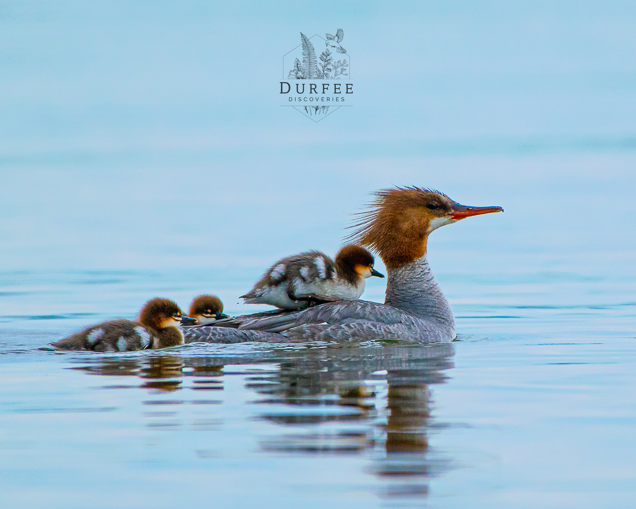 Common Merganser - East Tawas, MI