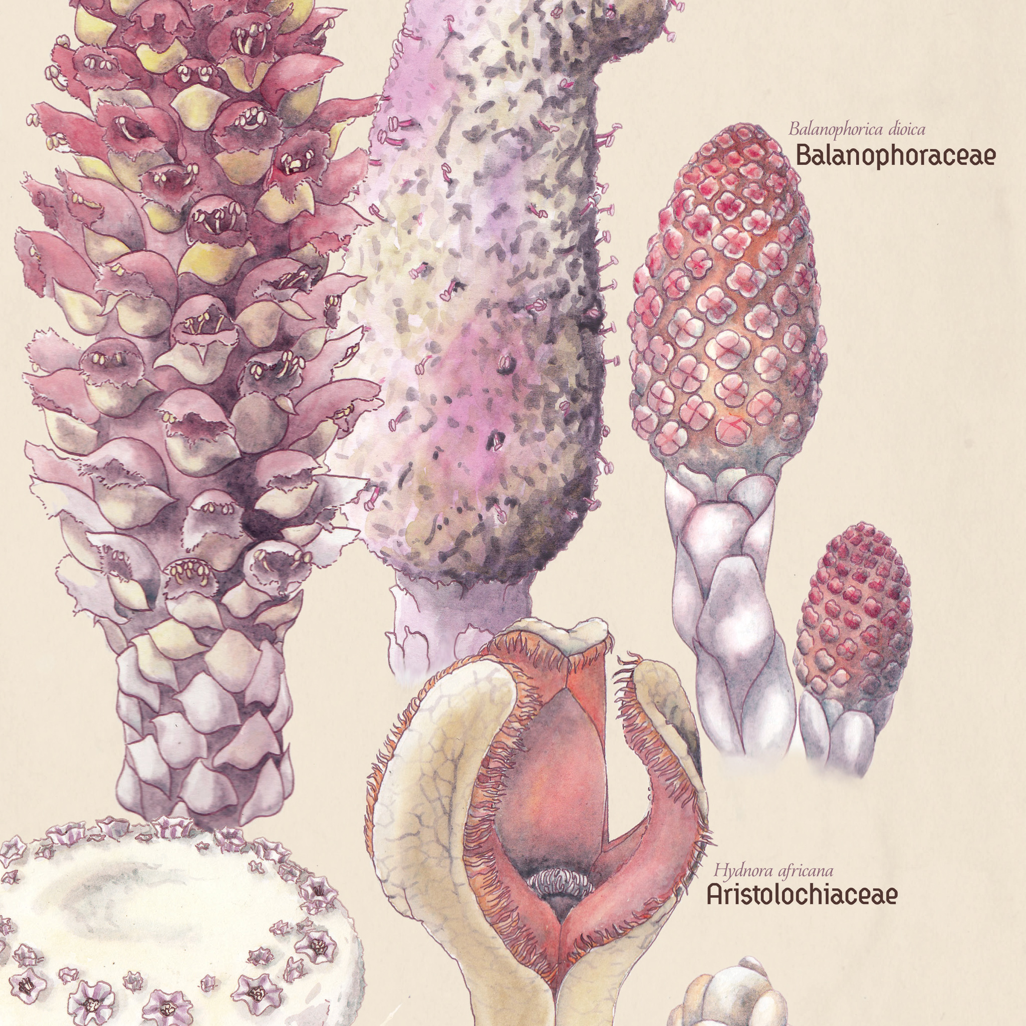 Parasitic Plants