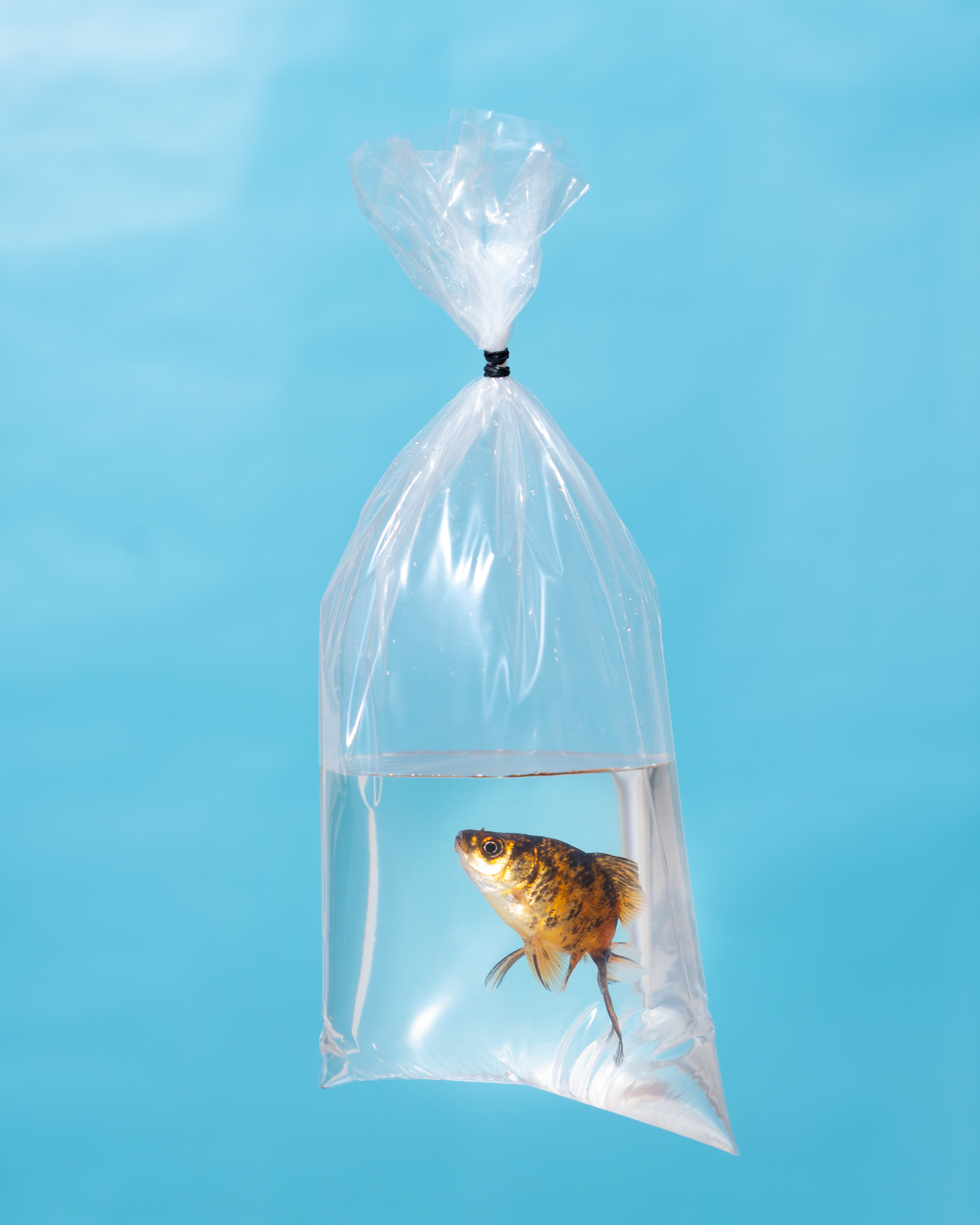 Goldfish In Plastic Bag. Goldfish in a plastic bag on a white