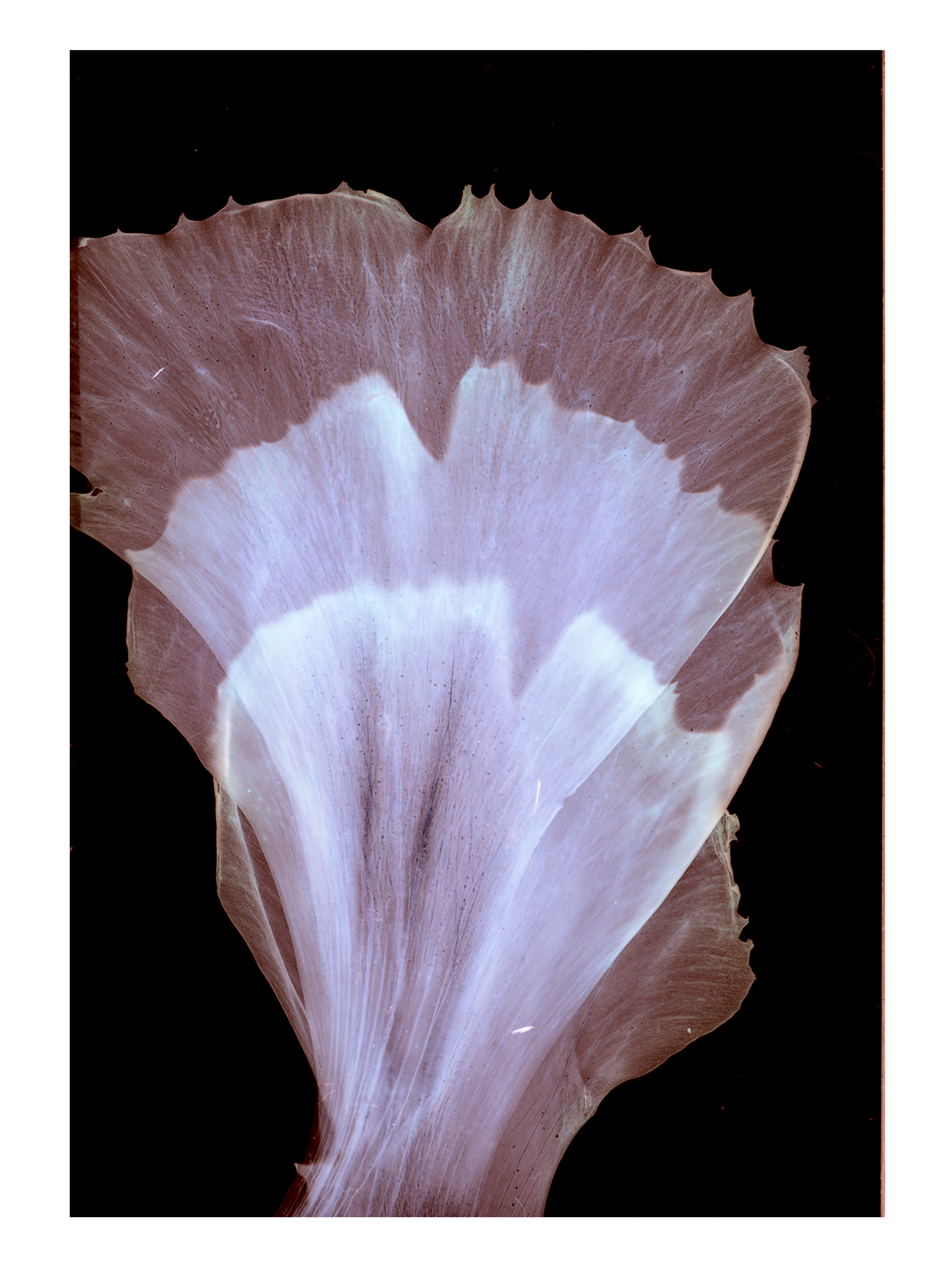 Ph(y)toform 4, 19.8 x 29.2cm, Giclée print of Fine Art Rag Matt