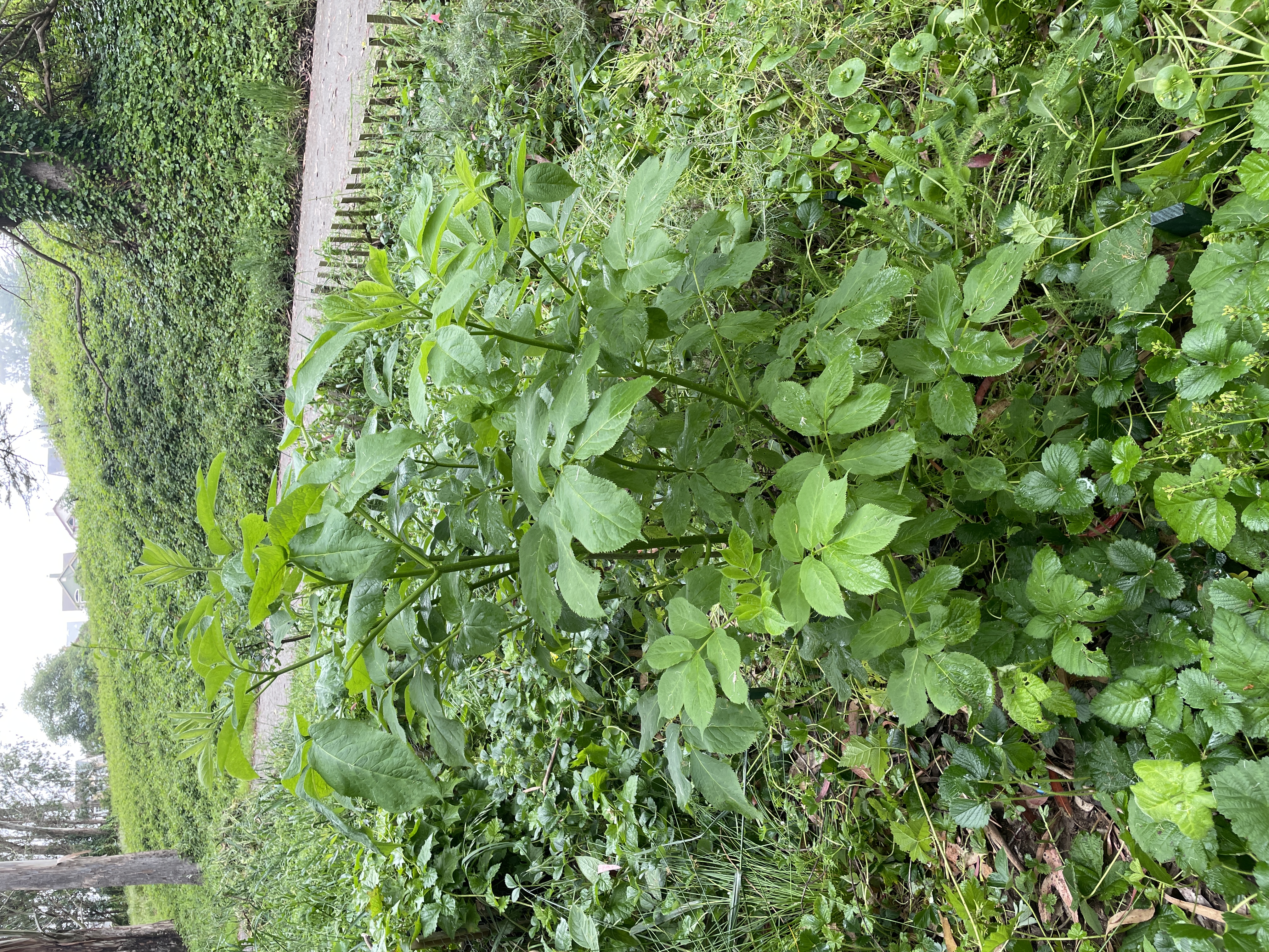 many red elderberrys have self-sown into the plot
