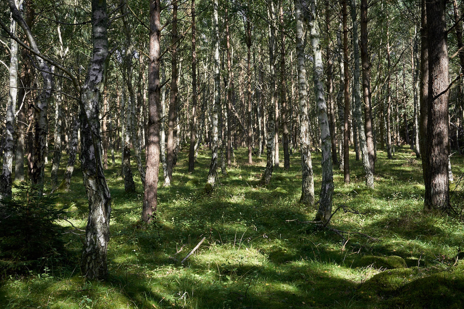 2016 Troldeskoven Danemark