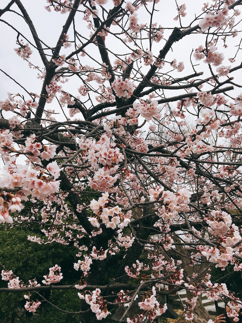 Sakura in March 2019 © Yoshika Kon