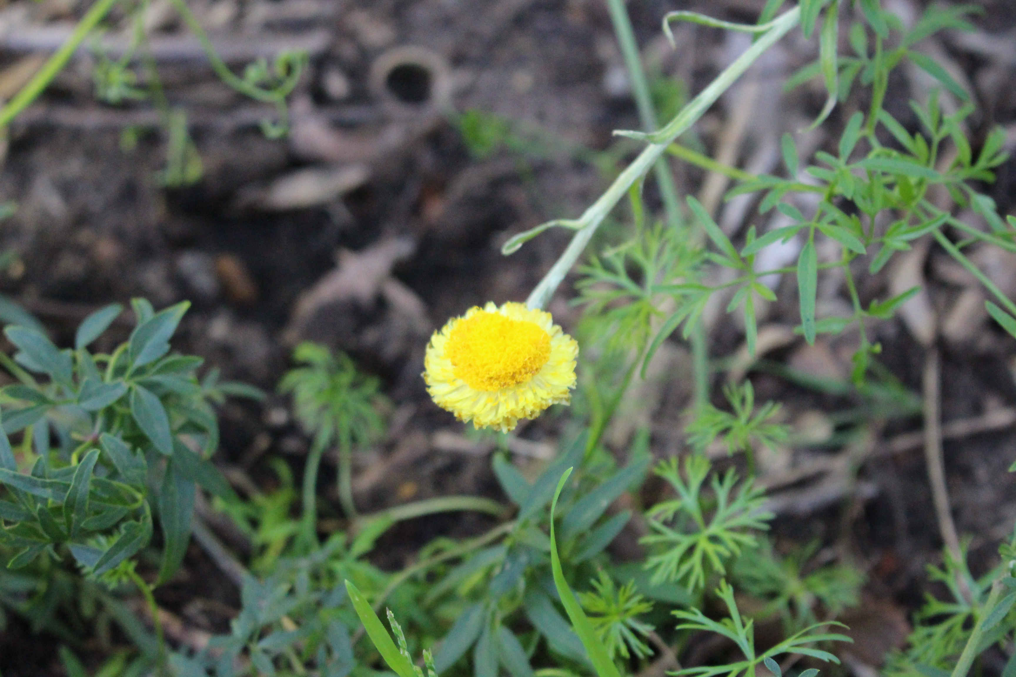Button everlasting (Coronidium scorpioides)