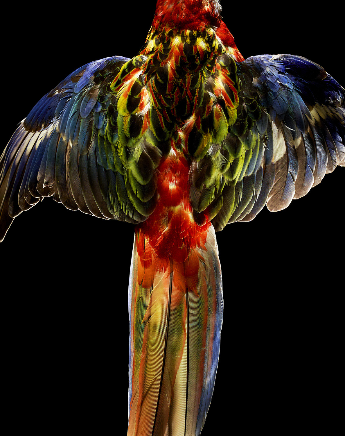 Still Life Photographer Isabelle Bonjean features the brilliant colors of a parrot taking flight