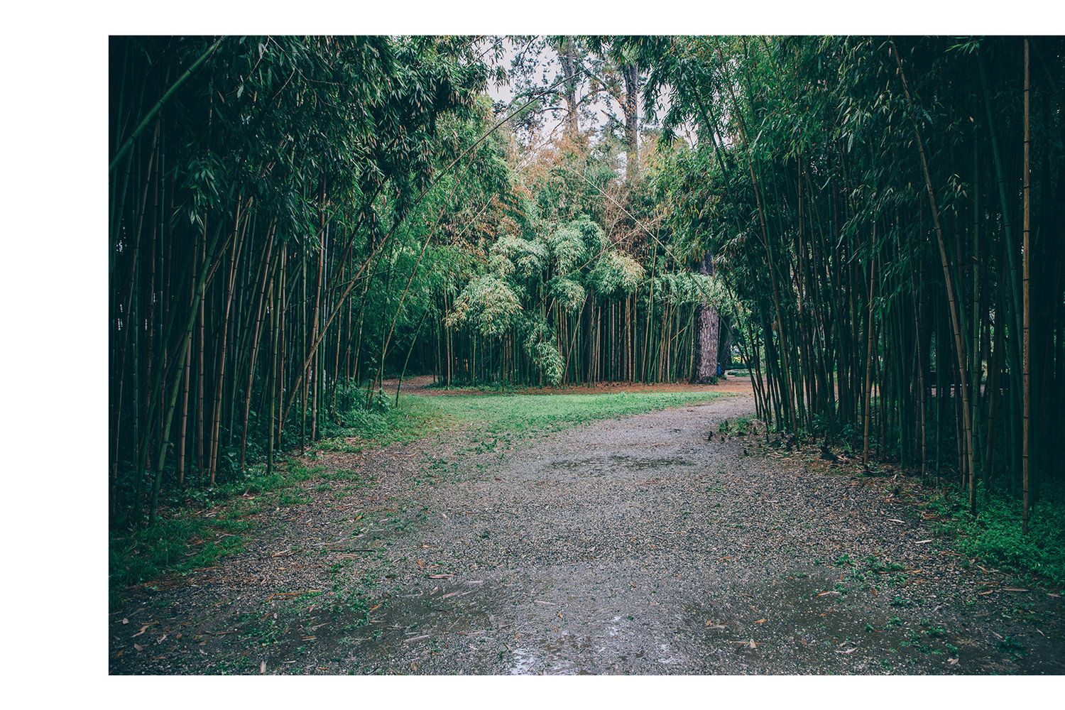 Fotografía viajes Abjasia Sujumi Jardín Botánico plantas Cáucaso