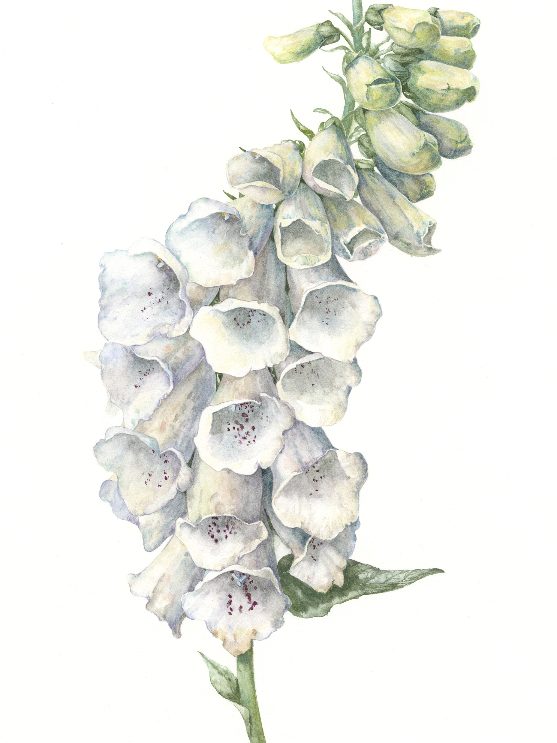 Foxglove 'alba' the white ghost