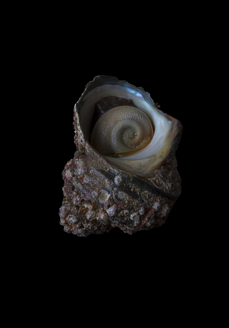 PHOTOGRAPHY RAF STUDIO  VILLA KUJOYAMA KYOTO ART CENTER SYNCHRONICITY EXHIBITION