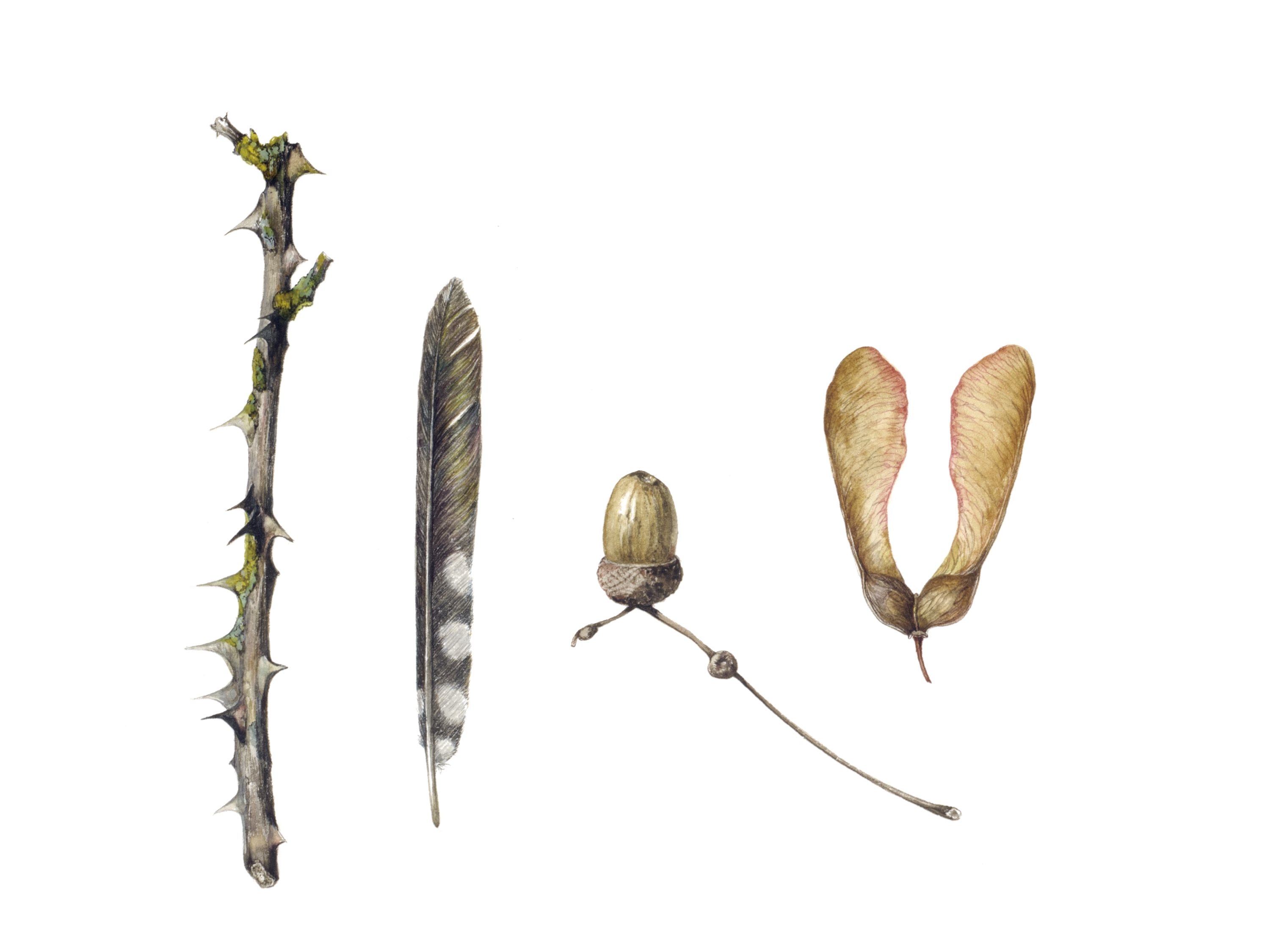 Hedgerow treasures with woodpecker feather