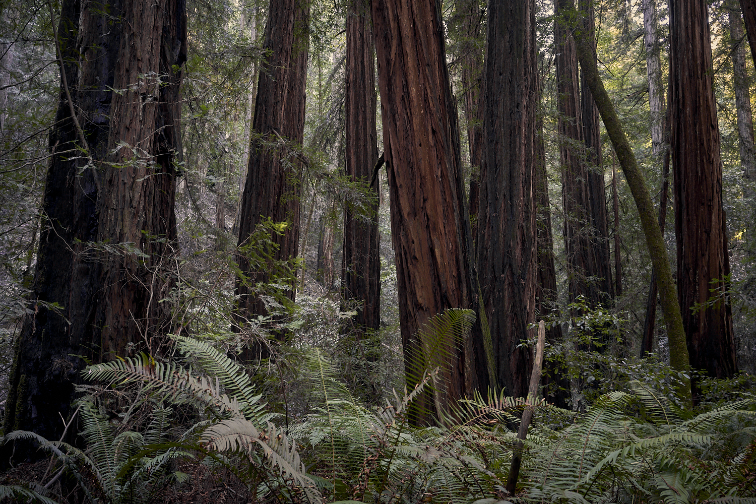 2019 Armstrong Redwoods State Natural Reserve California