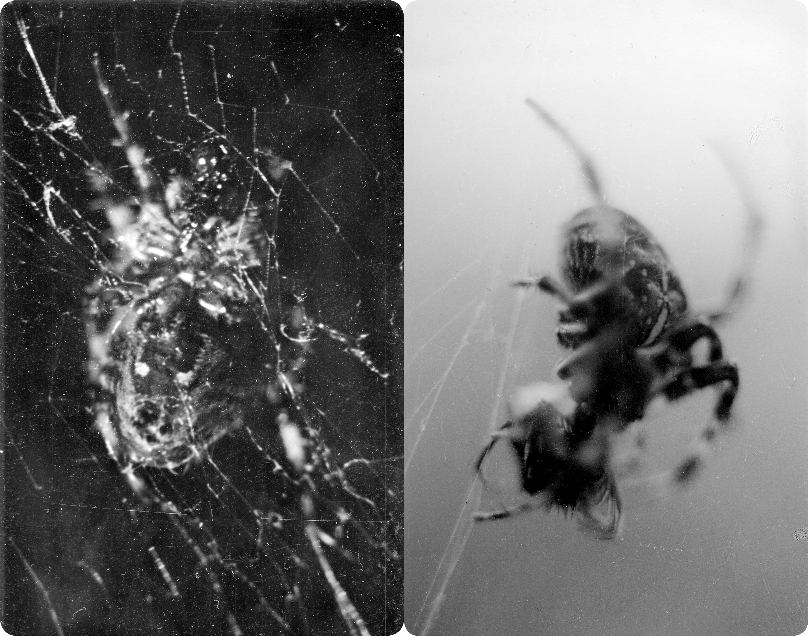 Untitled (S.P 1, 2 dialogue) (3.5 x 5.5”) Silver-Gelatin print. 2018