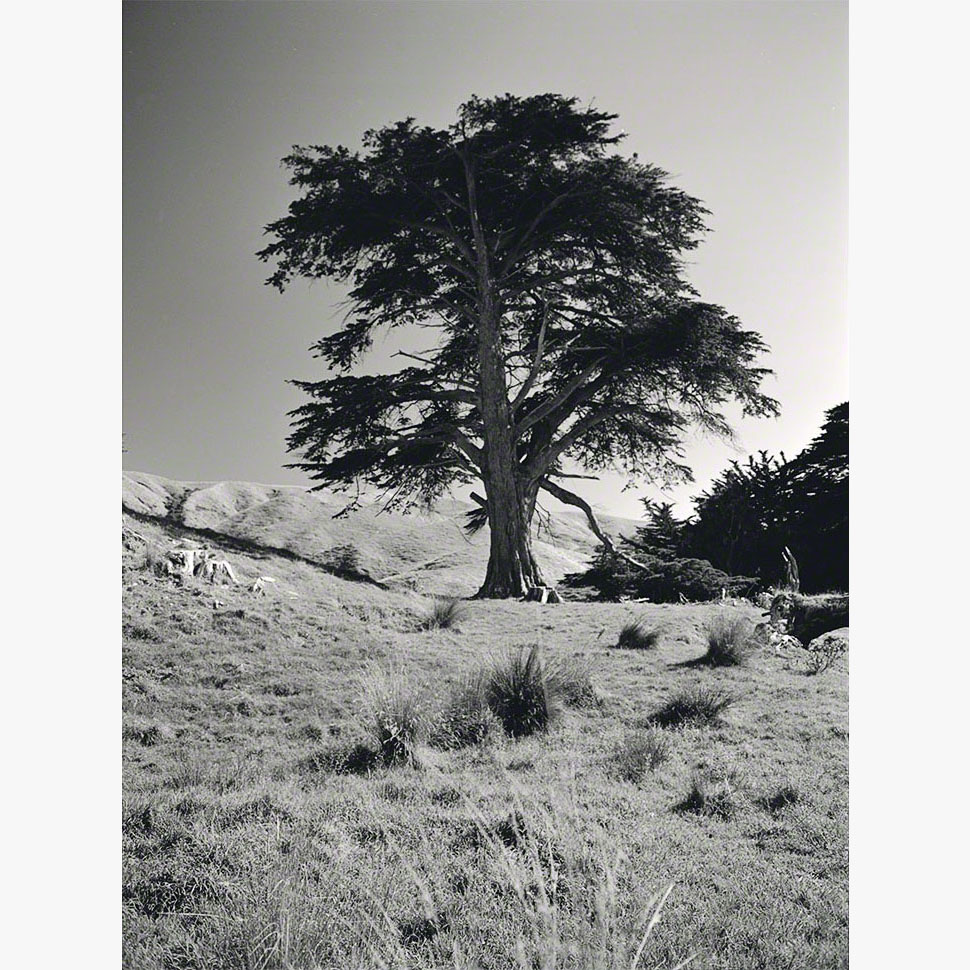 5/8Hesperocyparis macrocarpa, Ōhāriu, 2000 (001002_044)