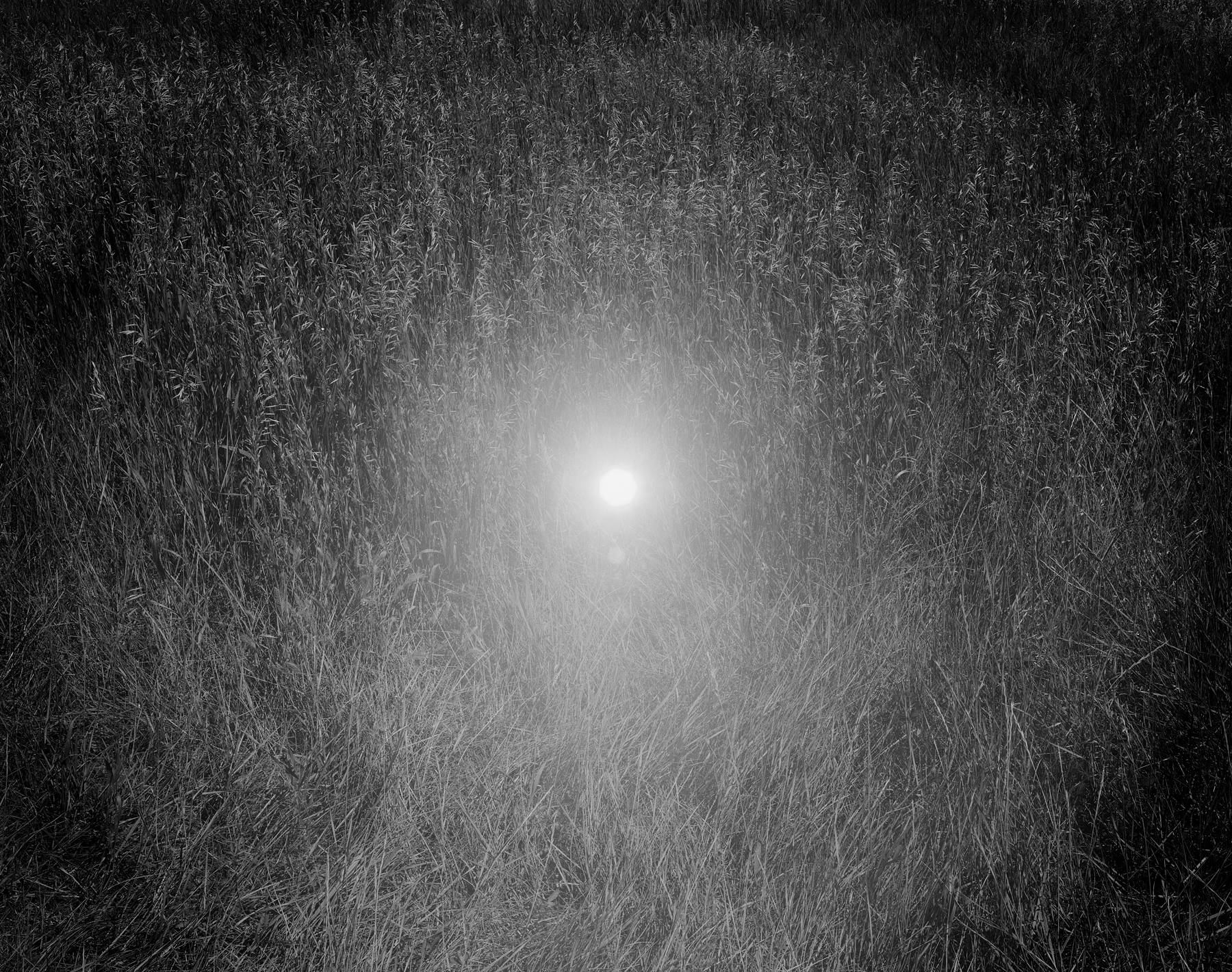 Heptagon Sun in Tall Grass, 2023