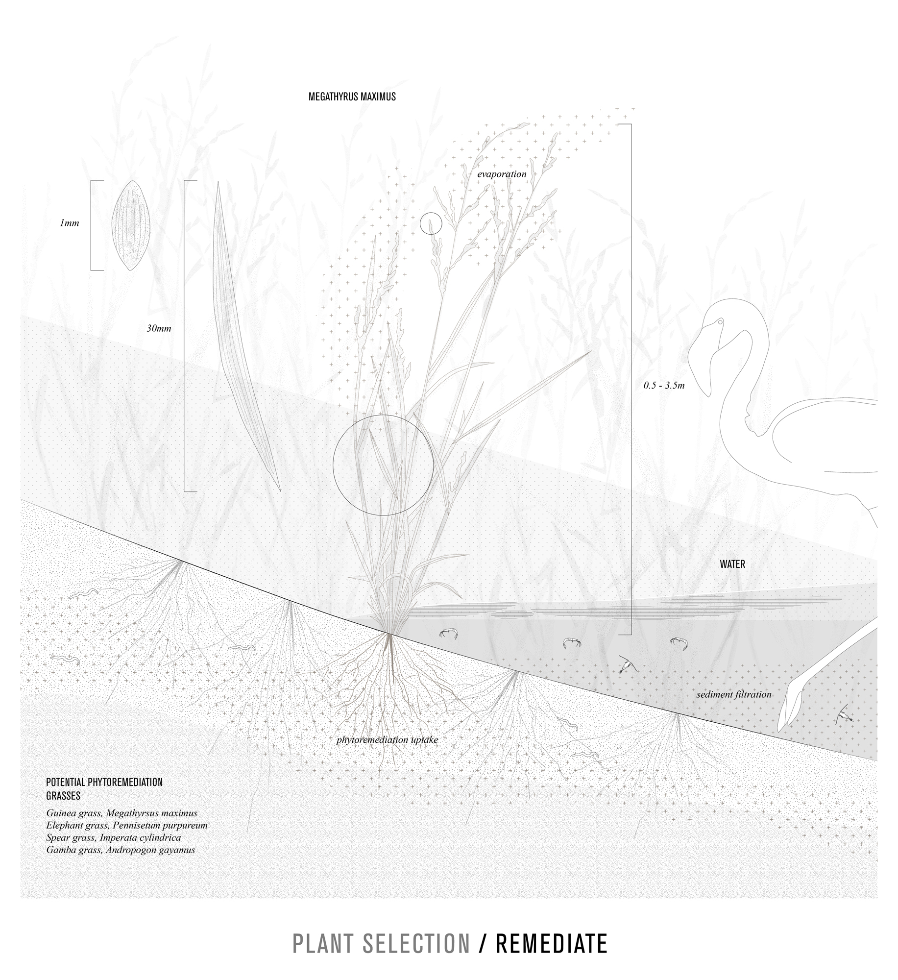 SPECIES INTERACTION