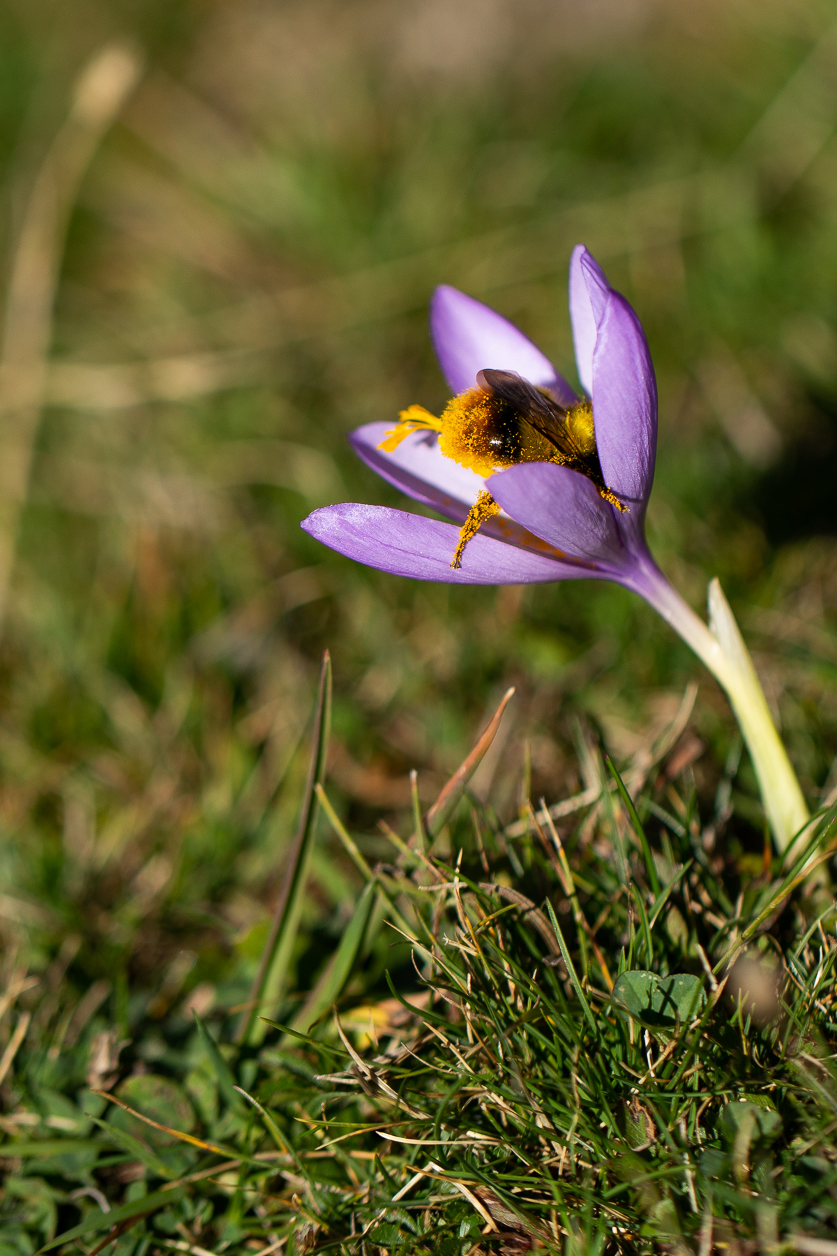 Pyrenees, France, 2019