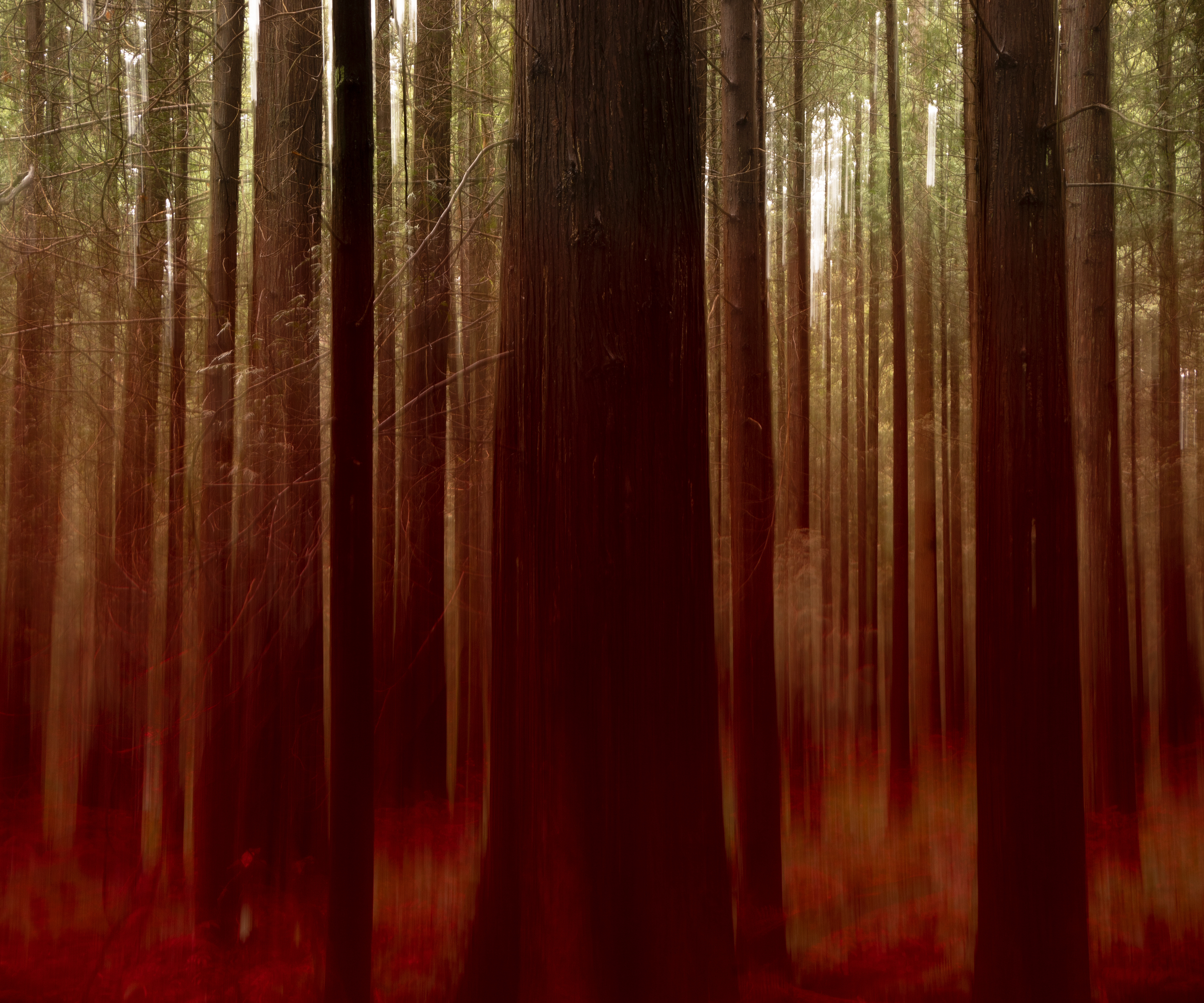 Redwoods Blaze