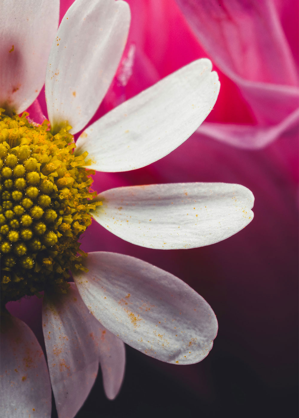 A close up of a white and yellow flower