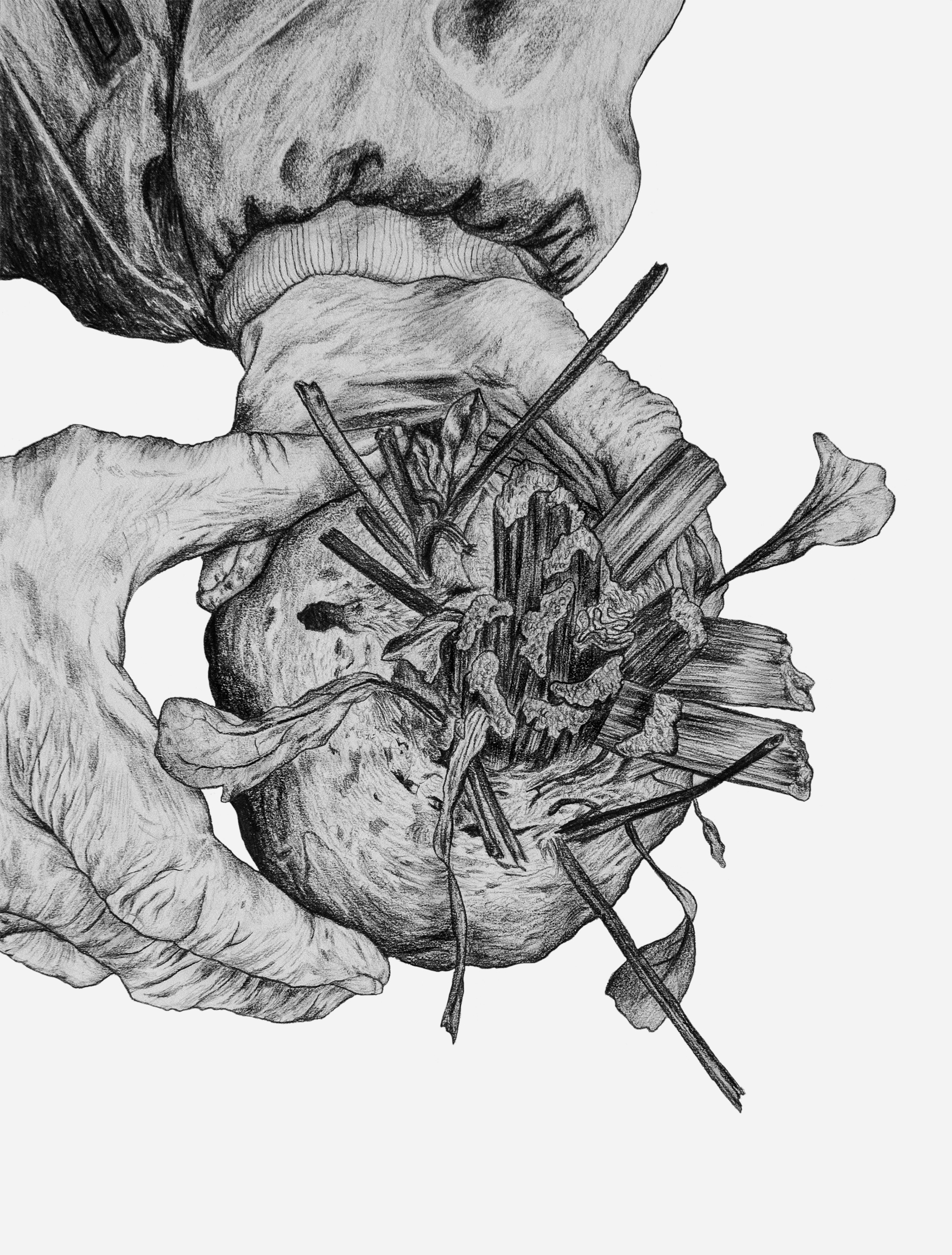 Rödbetan, blyertsteckning (2019)