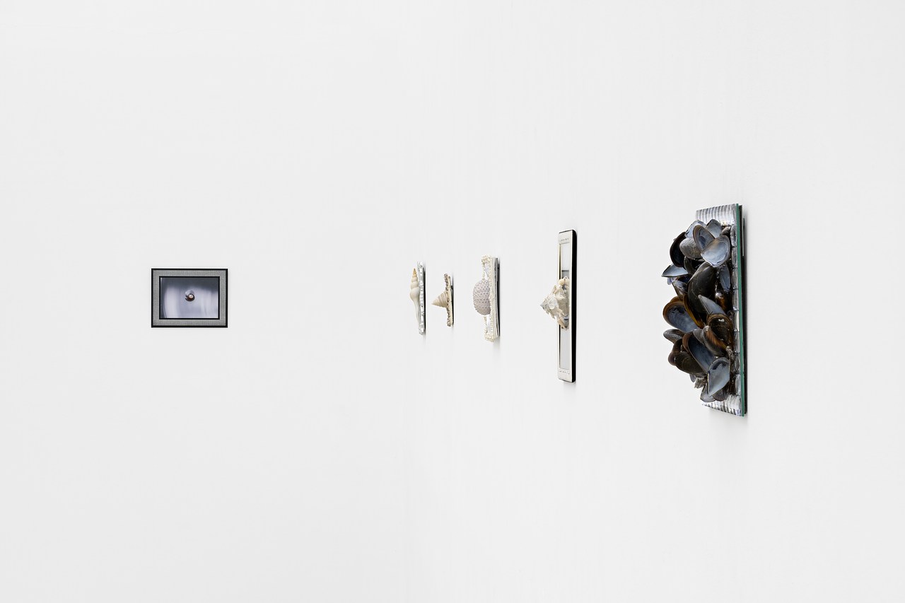 Species of the Pod, Galerie Meyer Kainer, Vienna, January 24-March 28, 2025