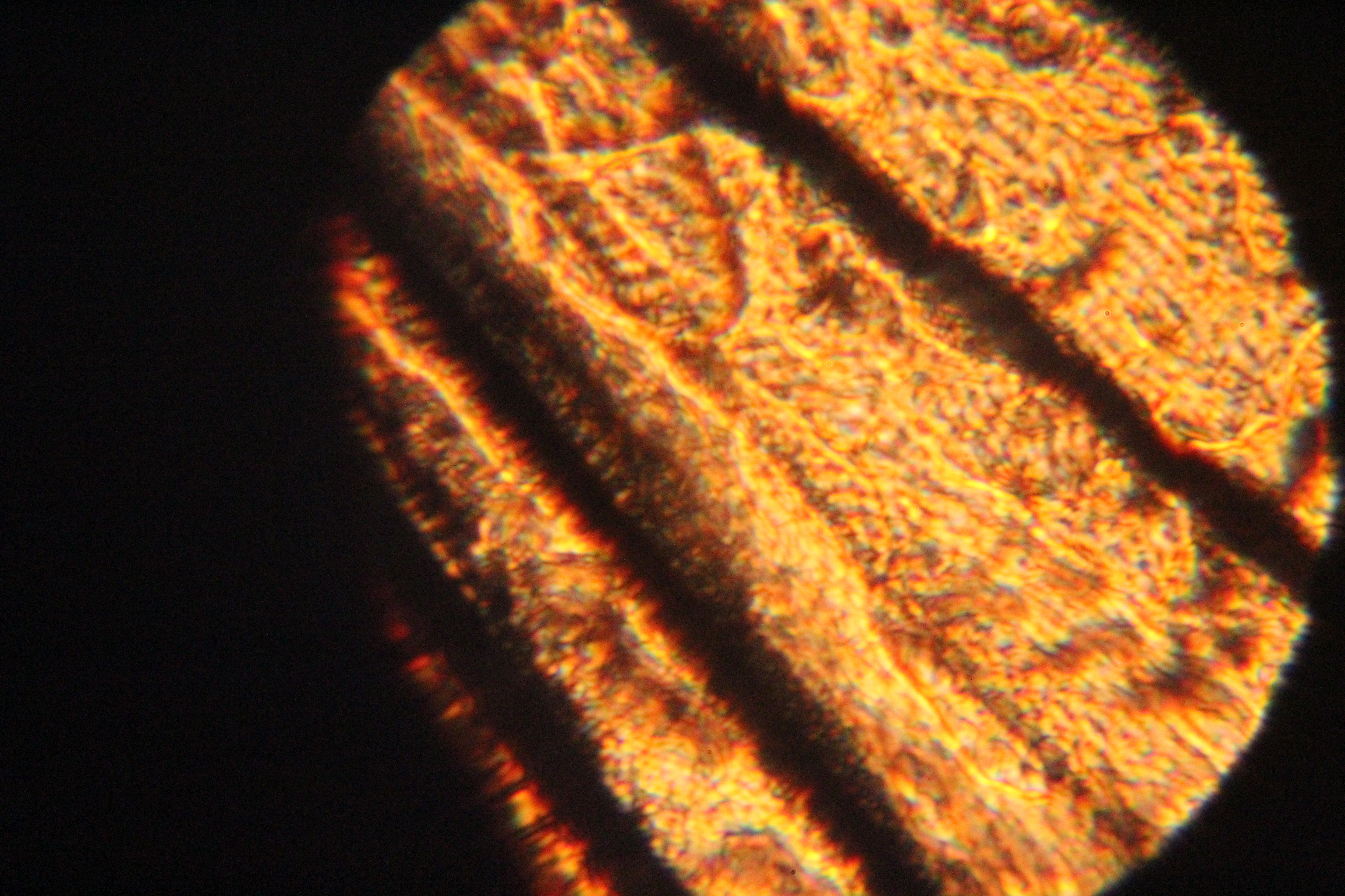 Microscopic images reveal there is more than the 'seen'