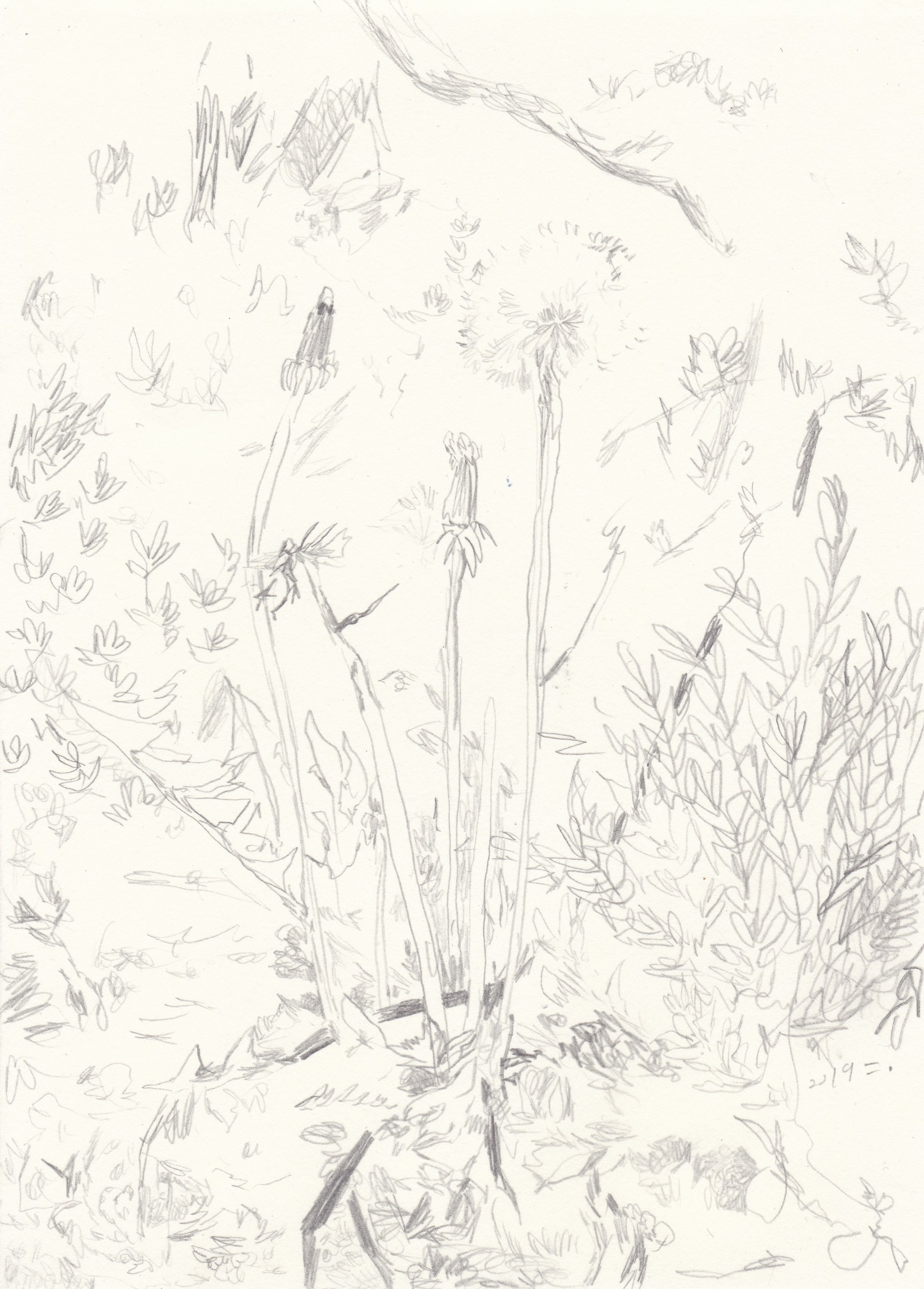 져버린 민들레, 2019, pen on paper, 21*14.8(cm)
