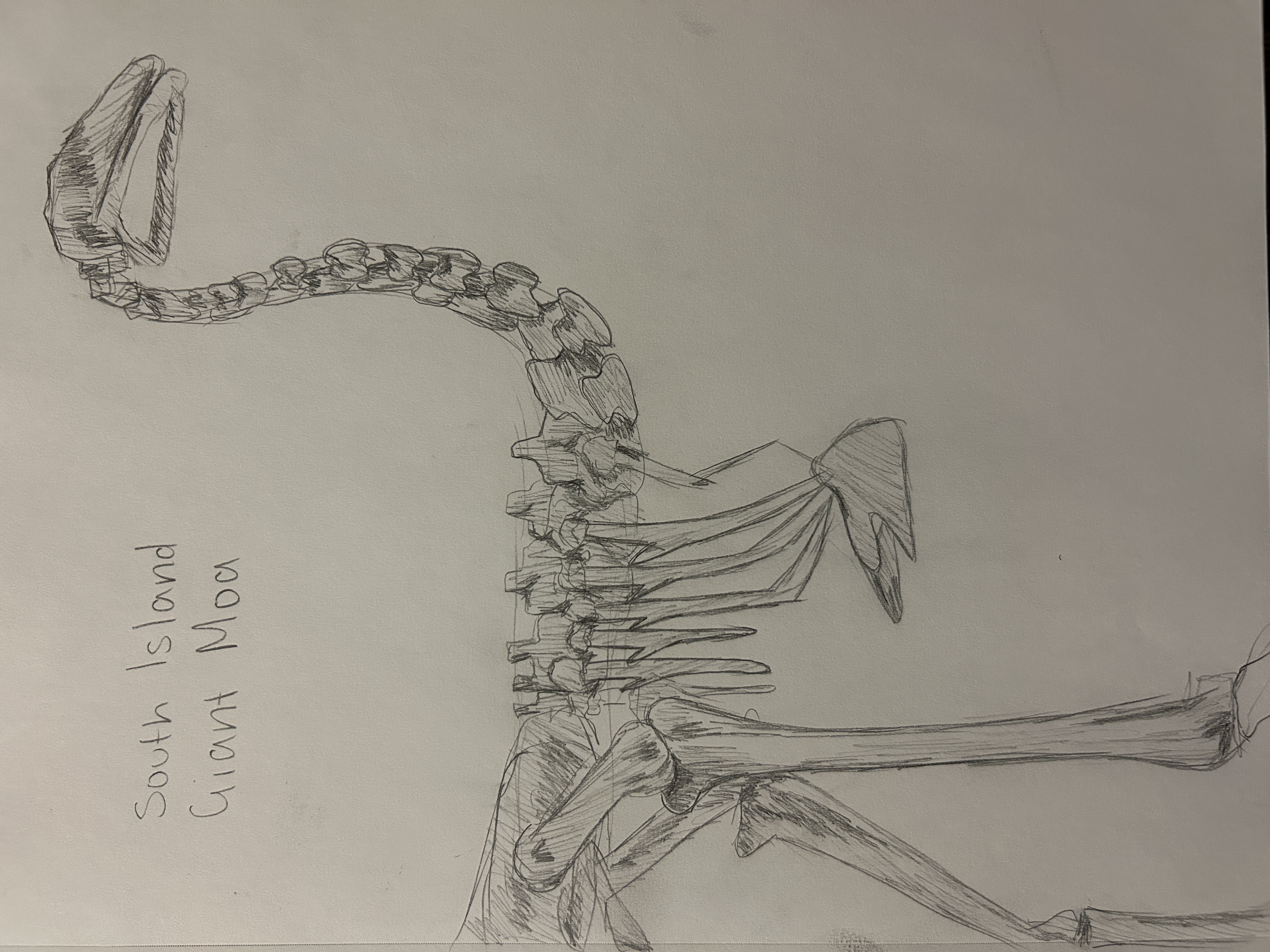 skeletal study, graphite on paper, 11x15, 2023