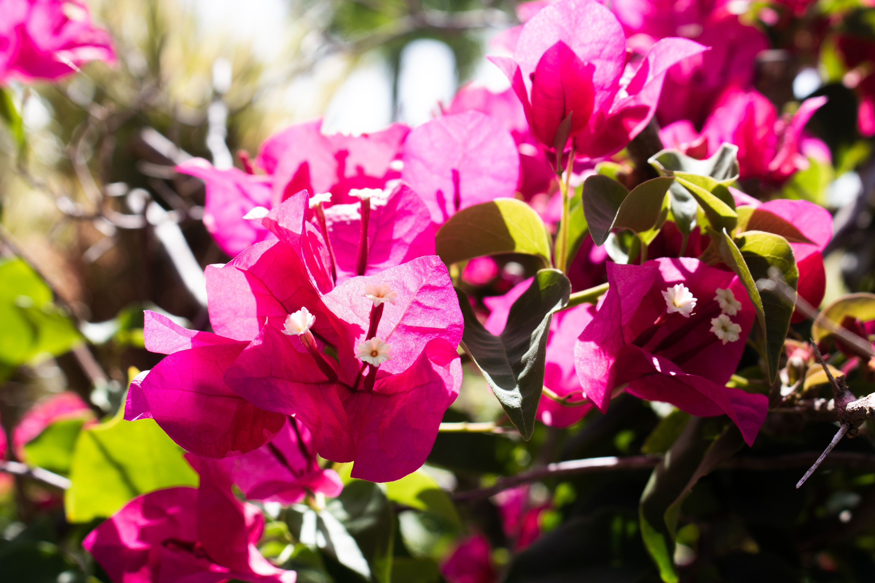 Outdoor Plants, Gardening and Fruits