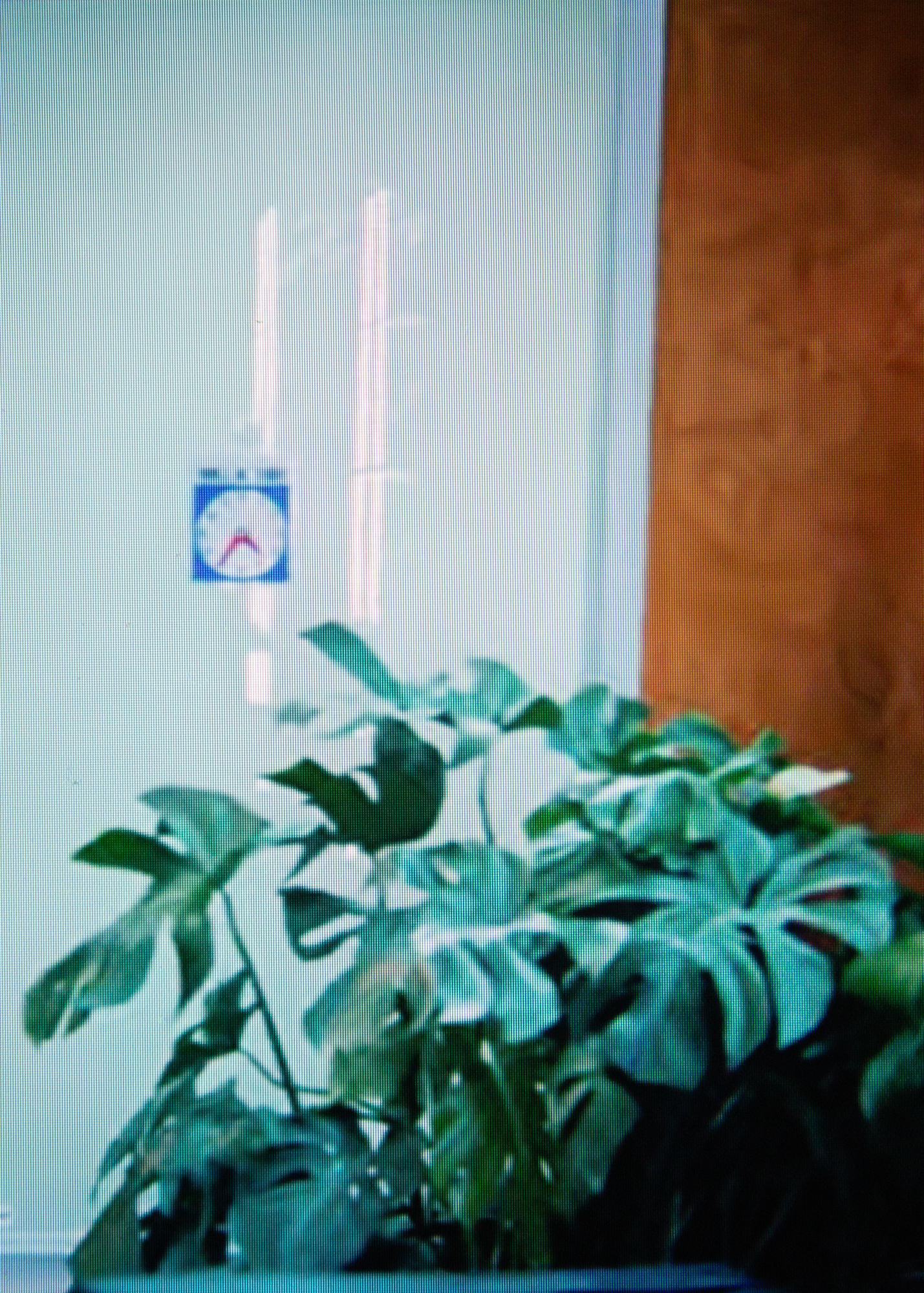 exotic plants for indoor spaces