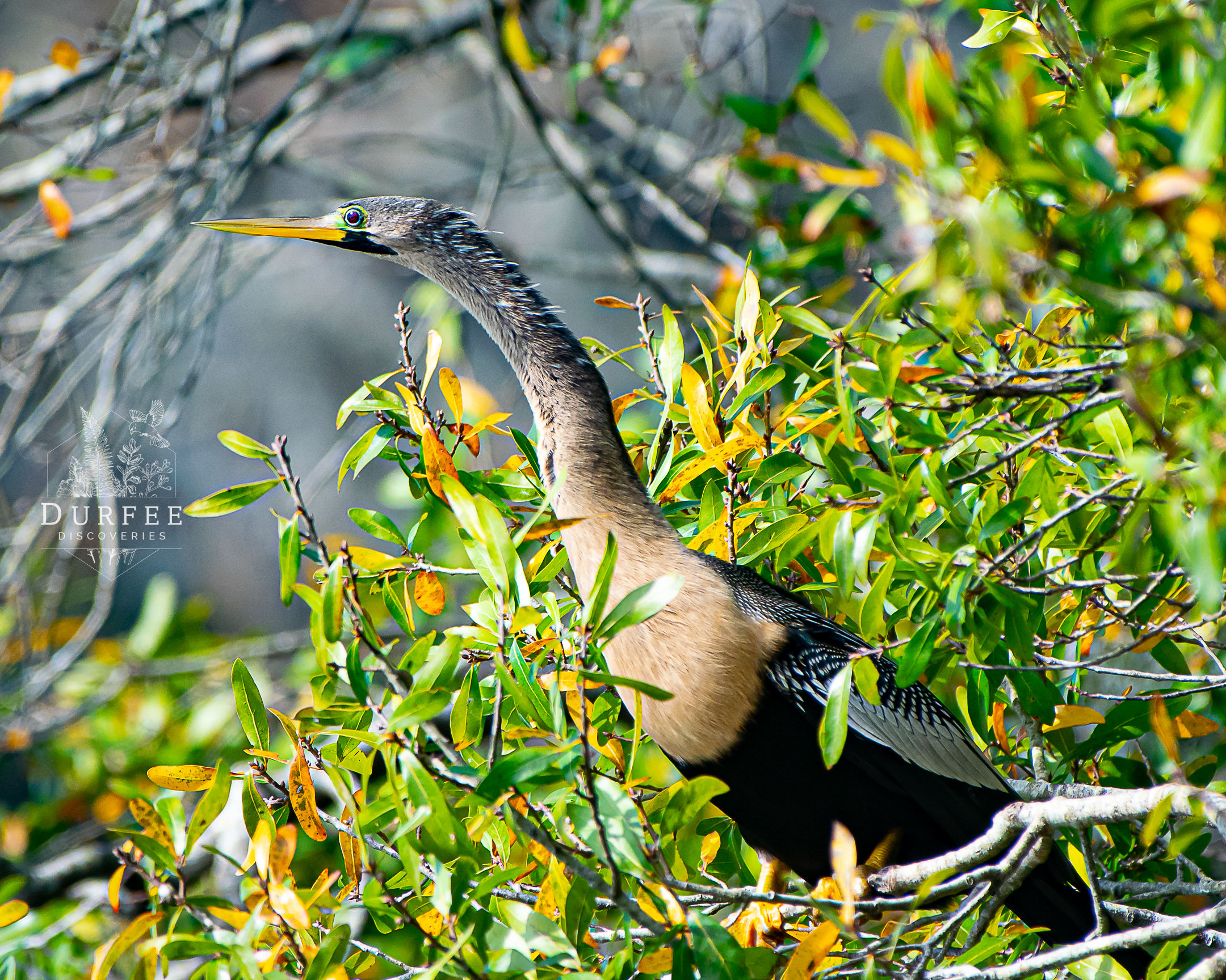 Anhinga - Palm Harbor, FL