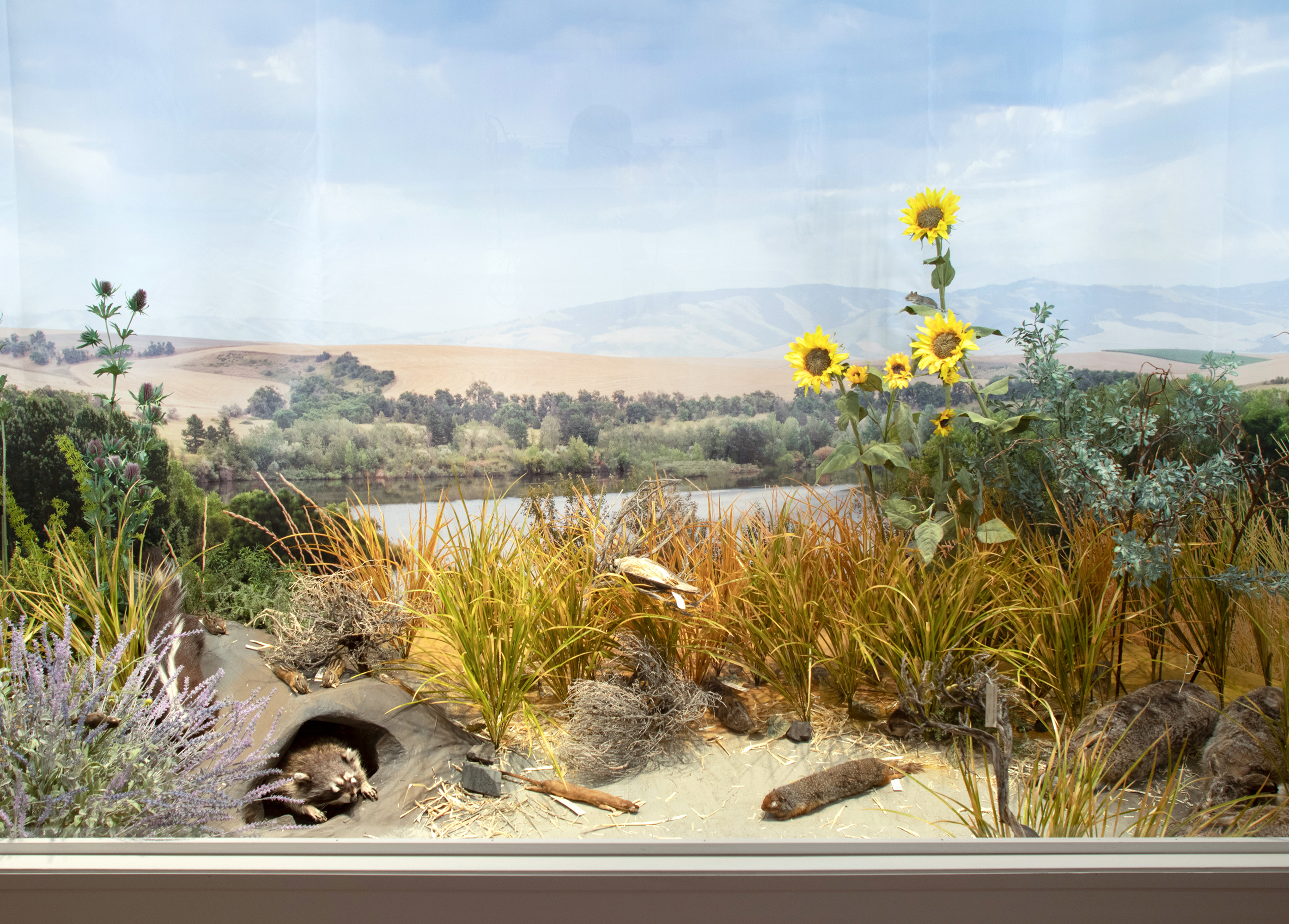 Installation view of diorama. Preserved study skins on loan from Whitman College Hall of Science, plastic vegetation, backdrop photo of Bennington Lake, Walla Walla, Washington.