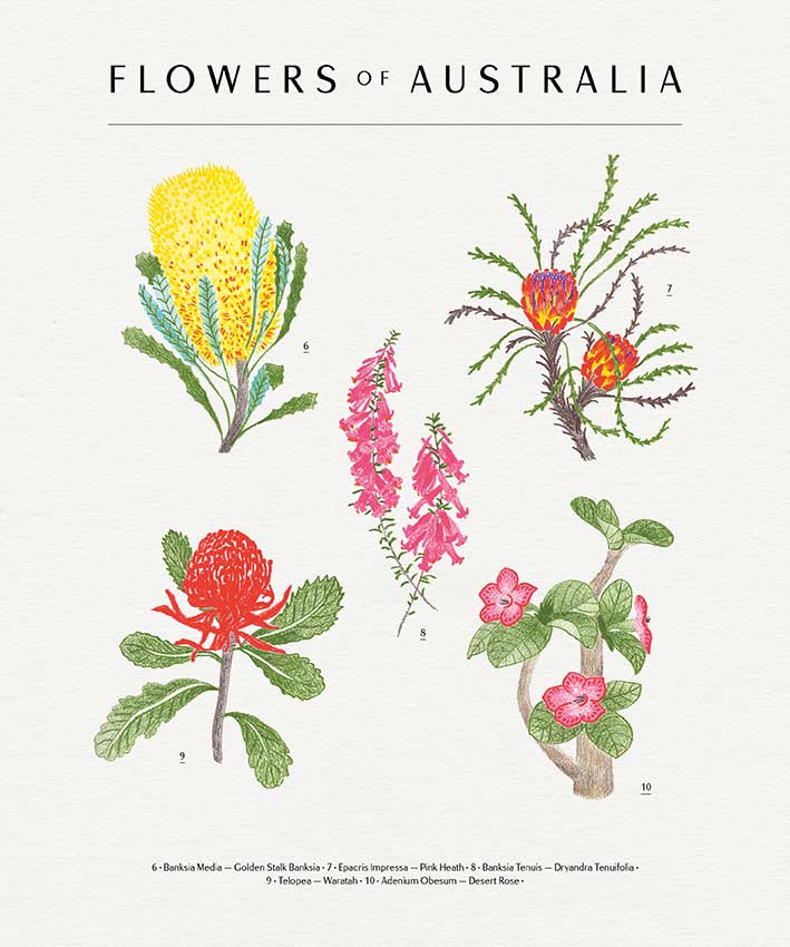 Flowers of Australia — http://camille-gressier.com/