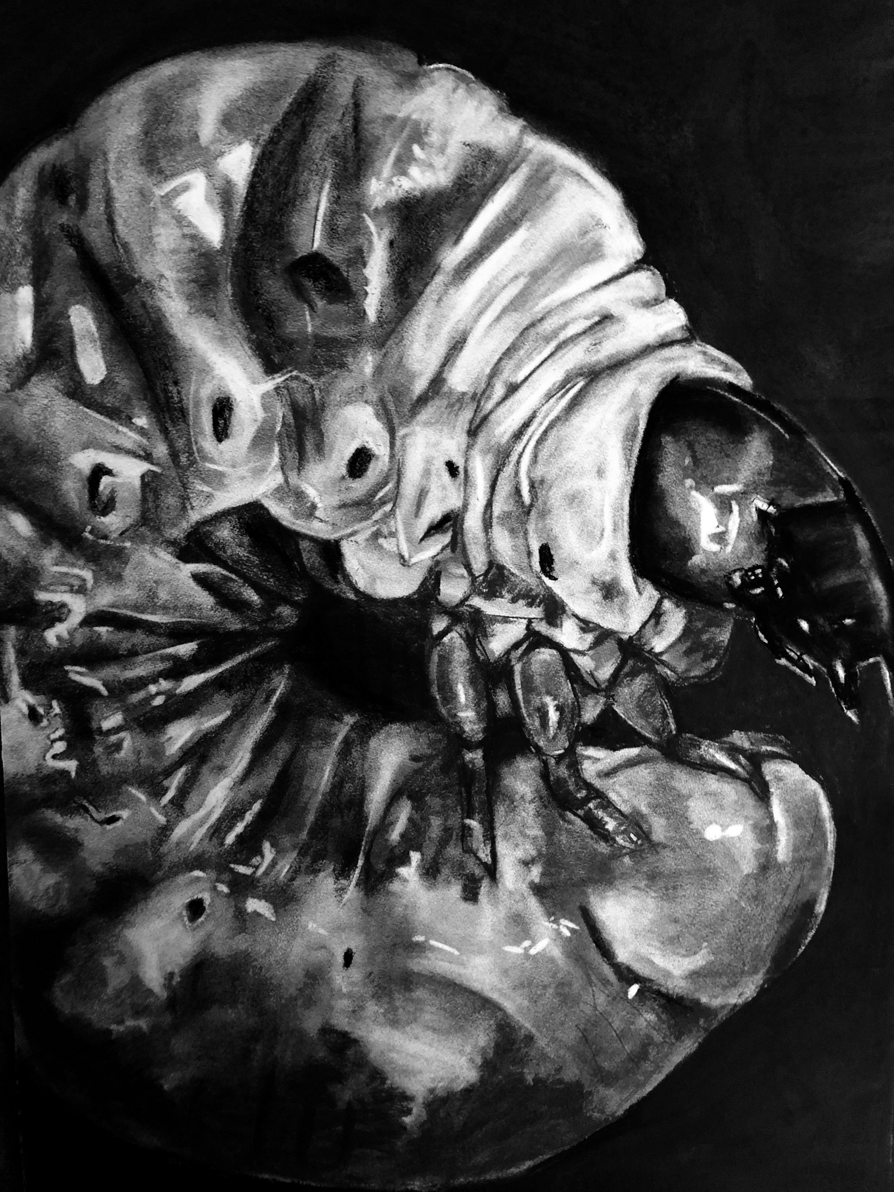 stag beetle grub 2018 charcoal