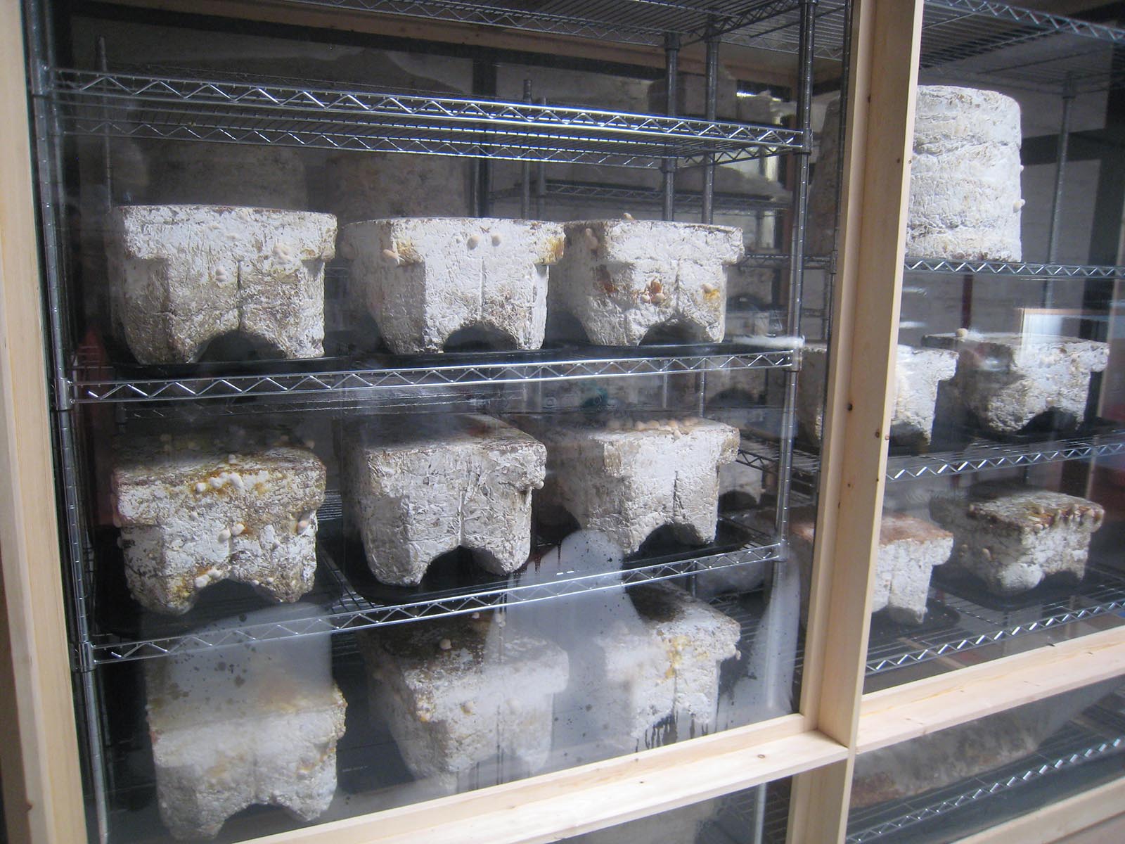 Выращивание грибов шампиньонов в домашних. Грибная ферма со стеллажами. Шампиньоны в контейнере. Контейнер для выращивания грибов. Грибная ферма в квартире.