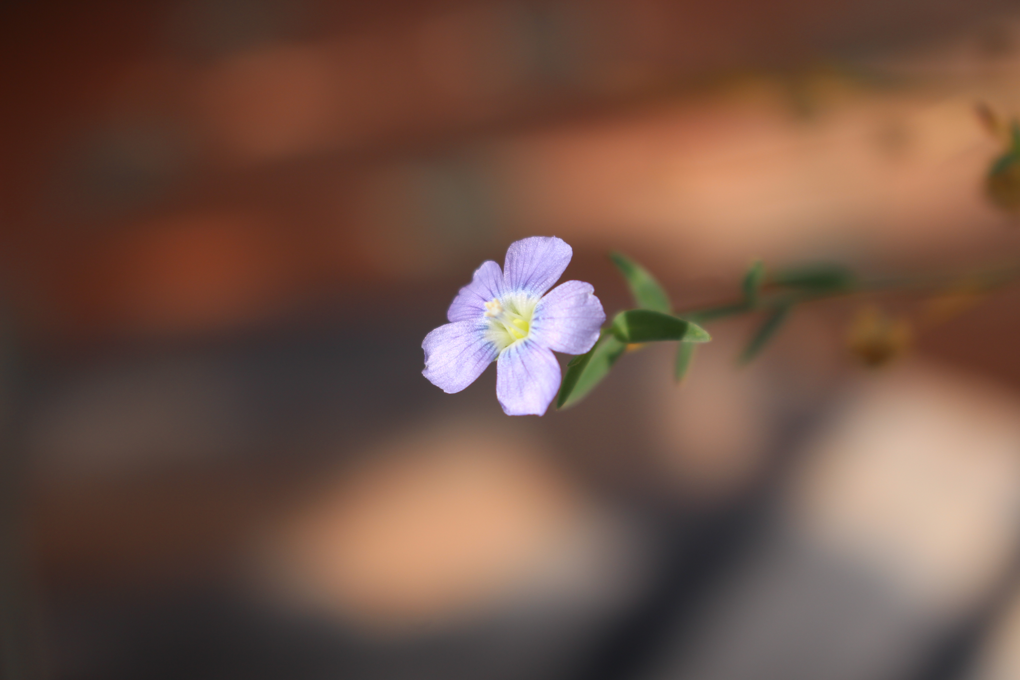 linum marginala (native flax)