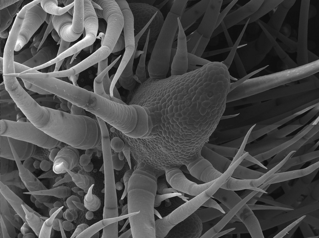 Stereoscope and scanning electron microscope images of trichomes on