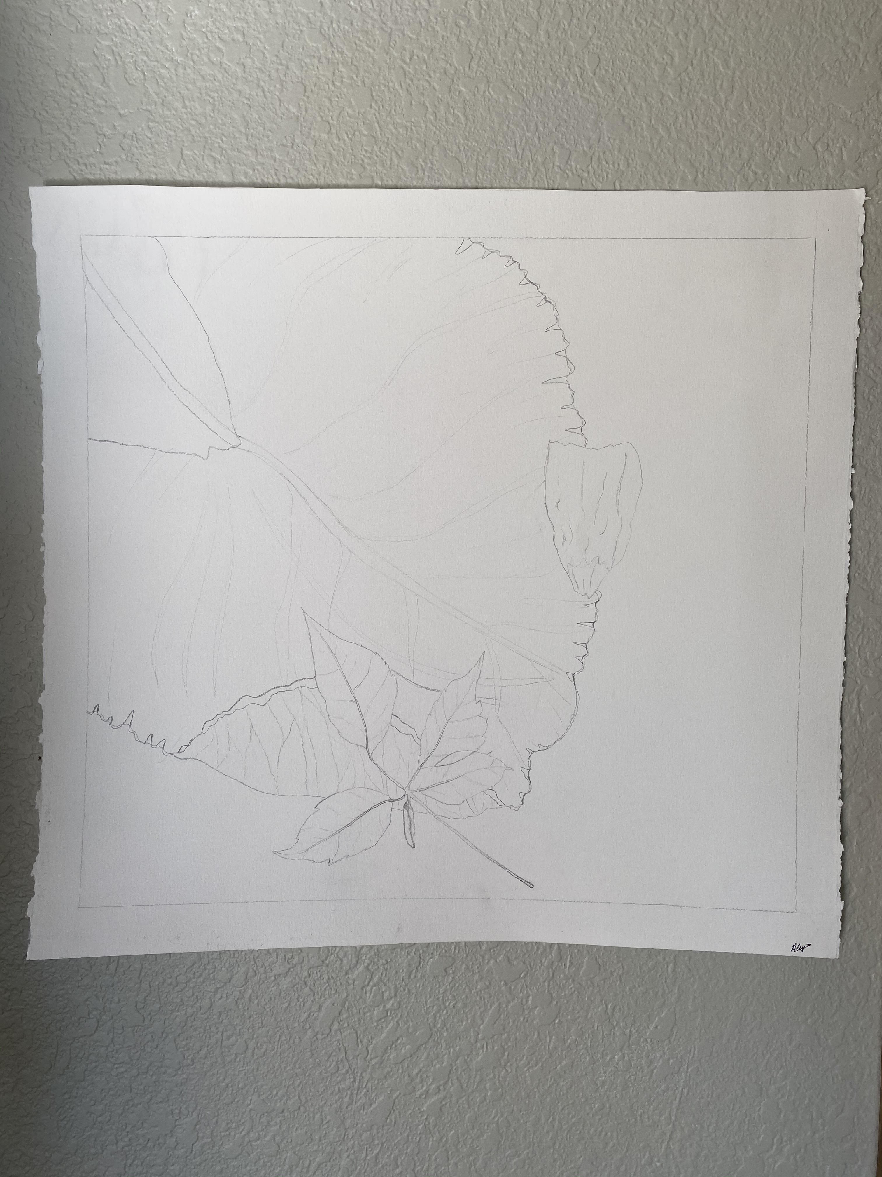 Alyah Martin, Contour lines lilypad, 22in x 21in, Graphite