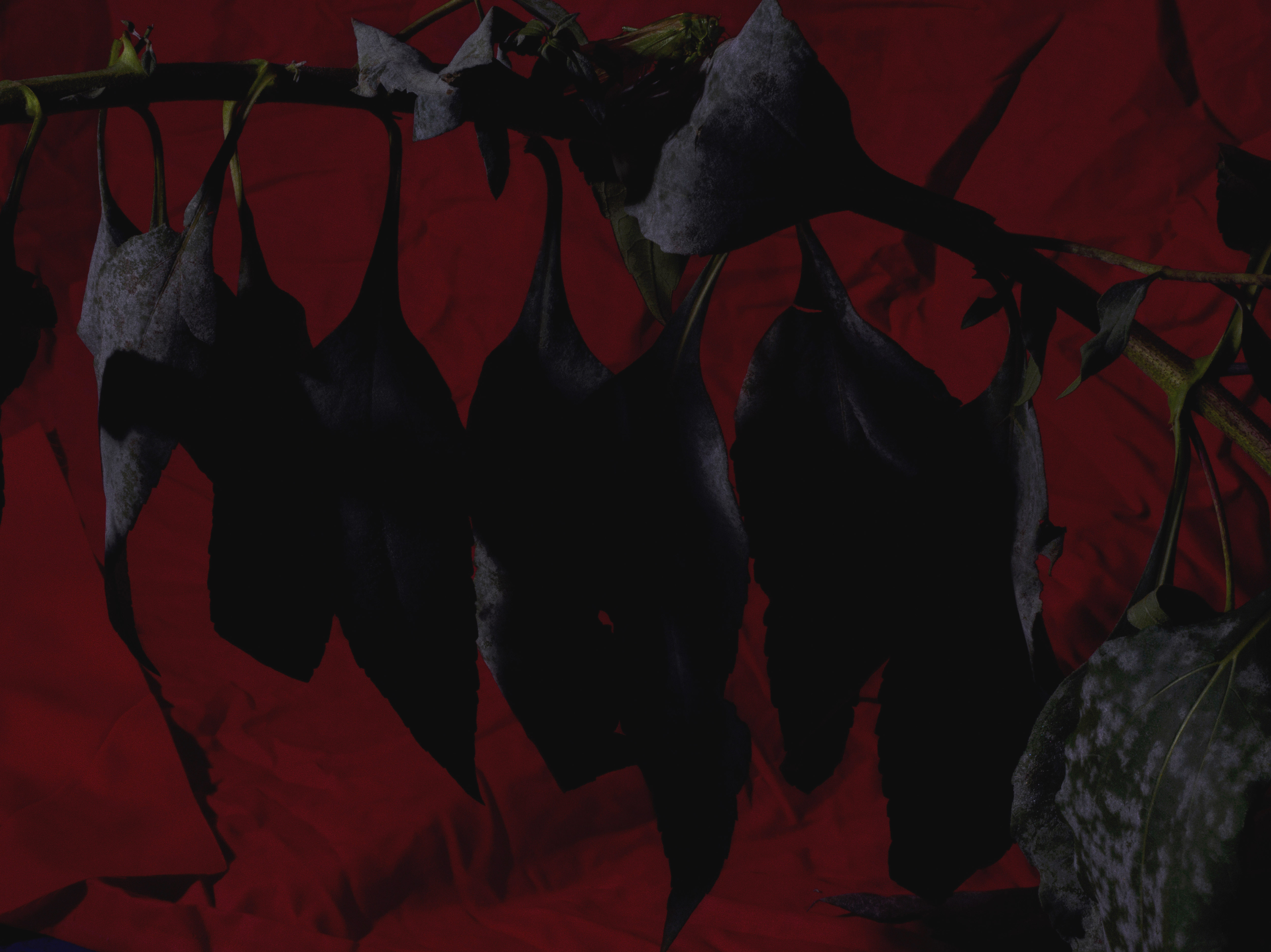 Estensione del diorama della cattività, 2019 - 60&times;80cm - Ed.5