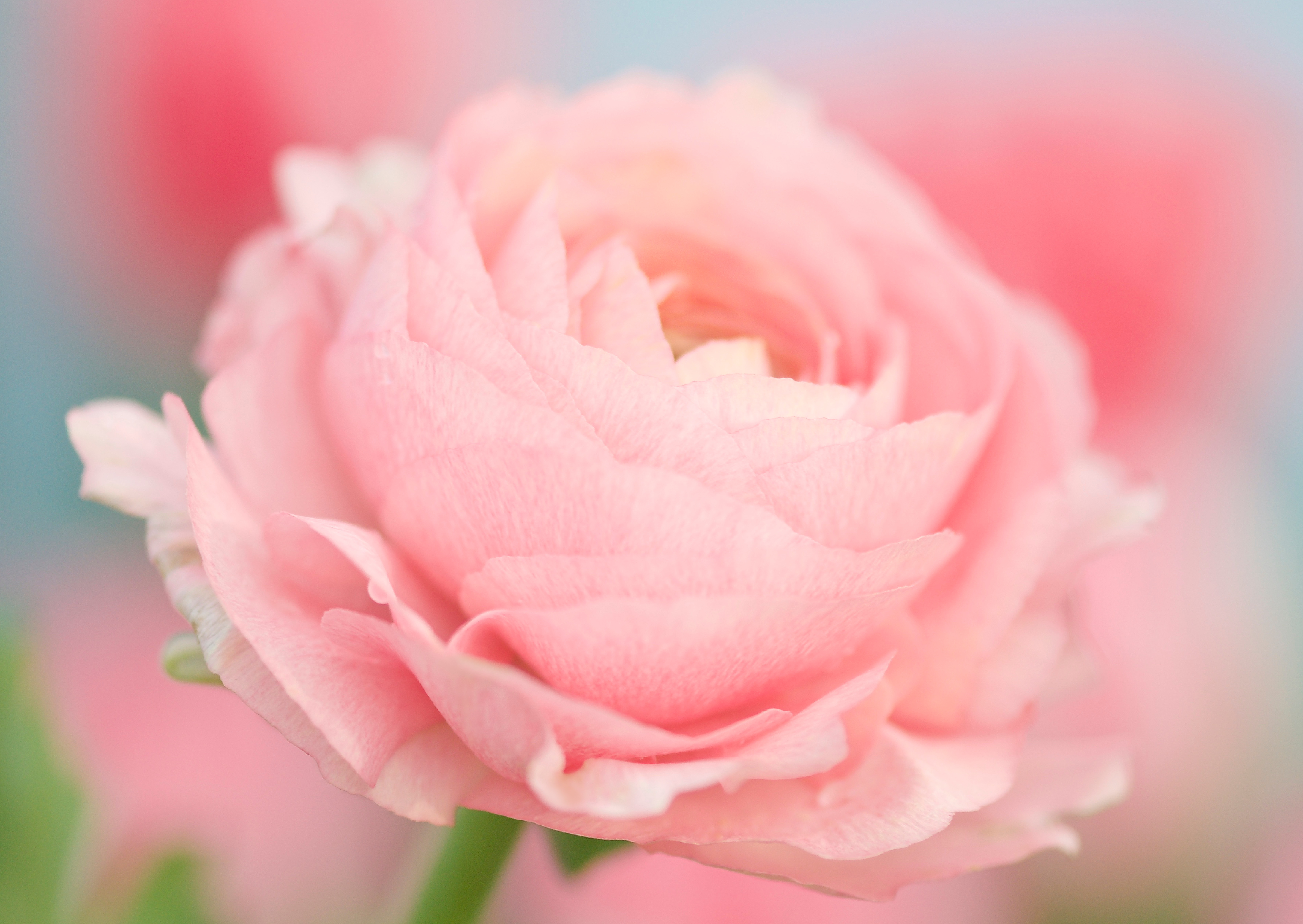 Nr. 306 Helleborus orientalis / Lenzrose